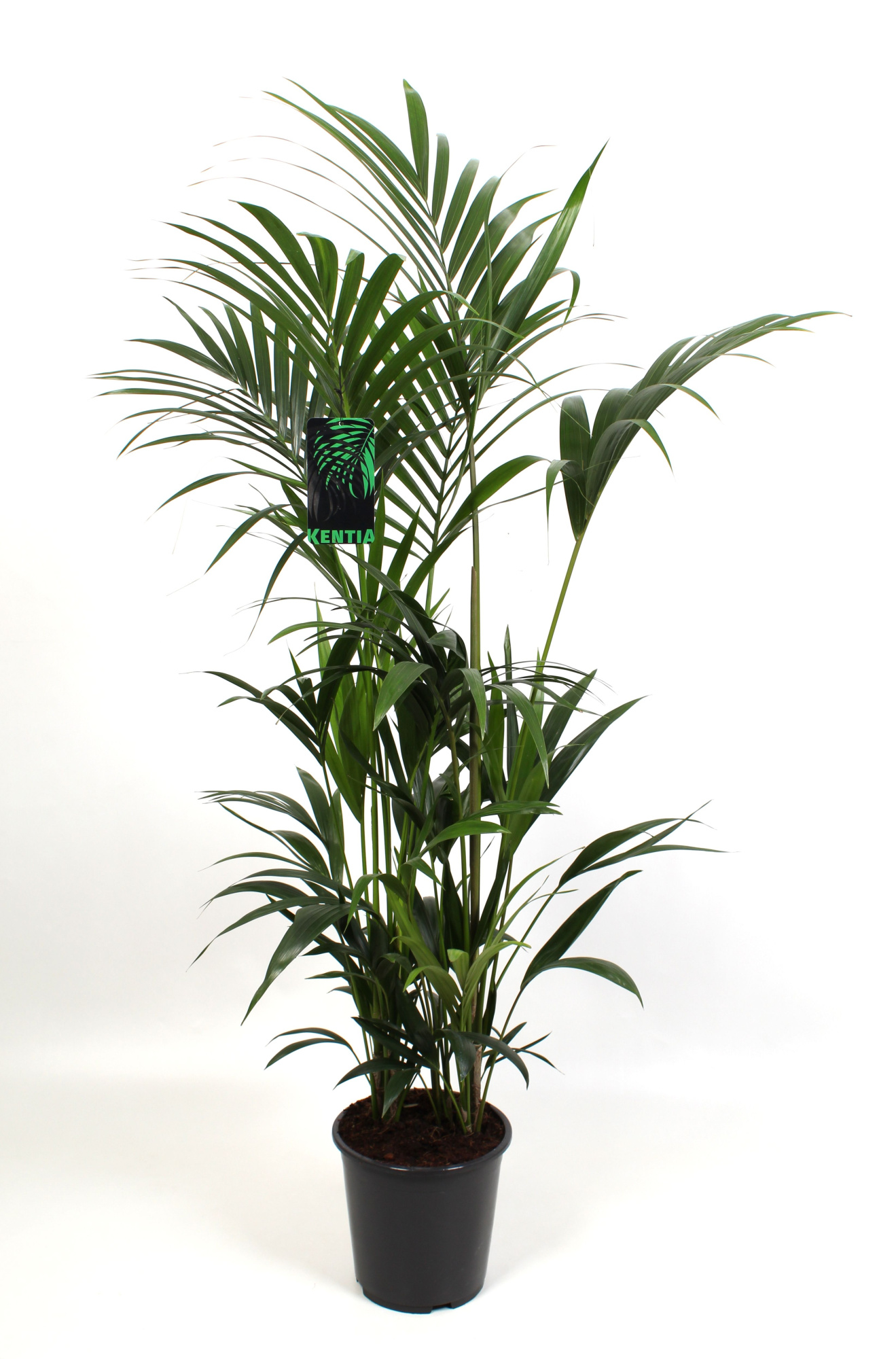 Kentia-Howea Forsteriana 27 cm 160 cm hoog, D 27 cm