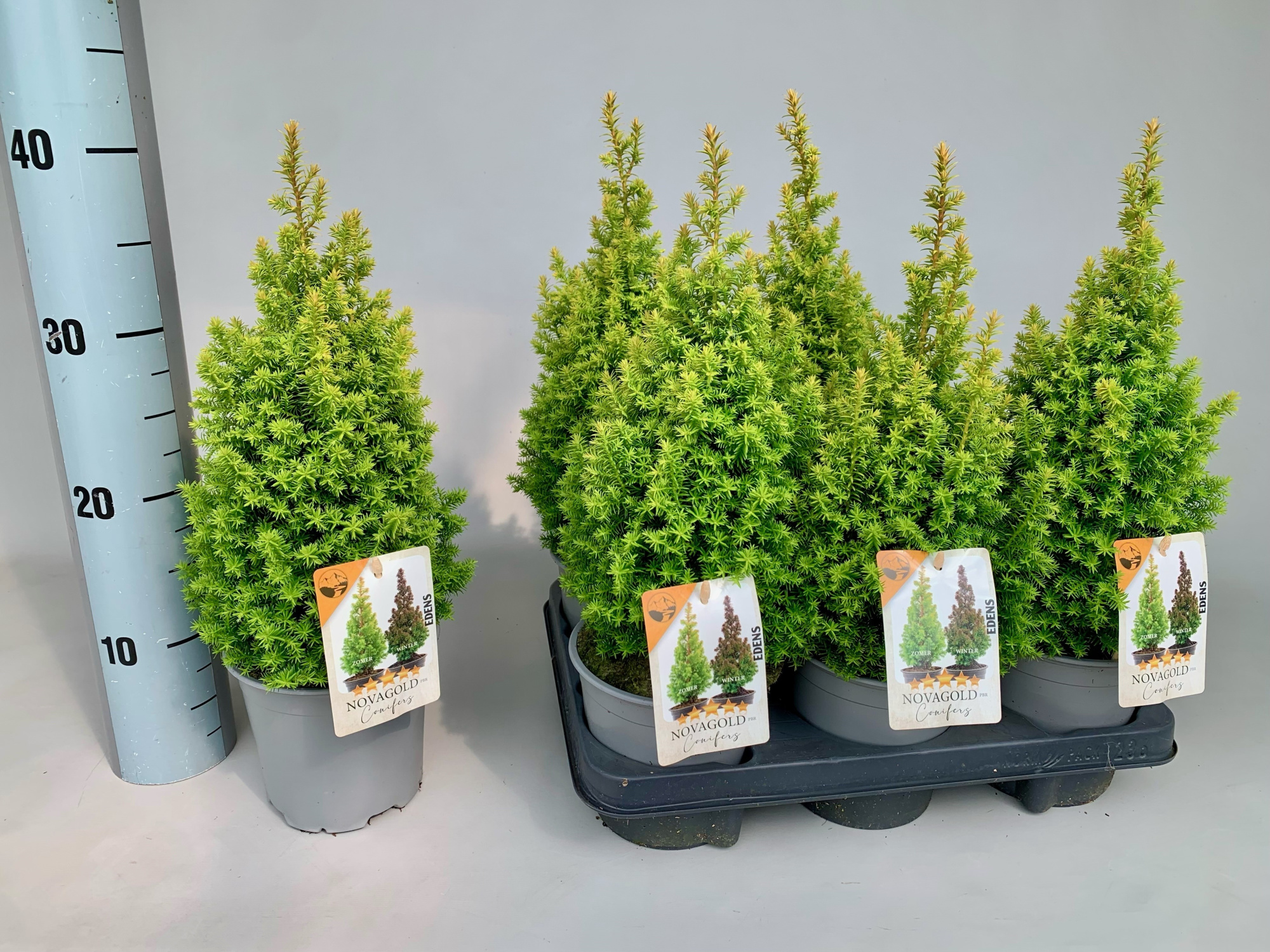 Chamaecyparis Thyoides Novagold P13, D 13 cm