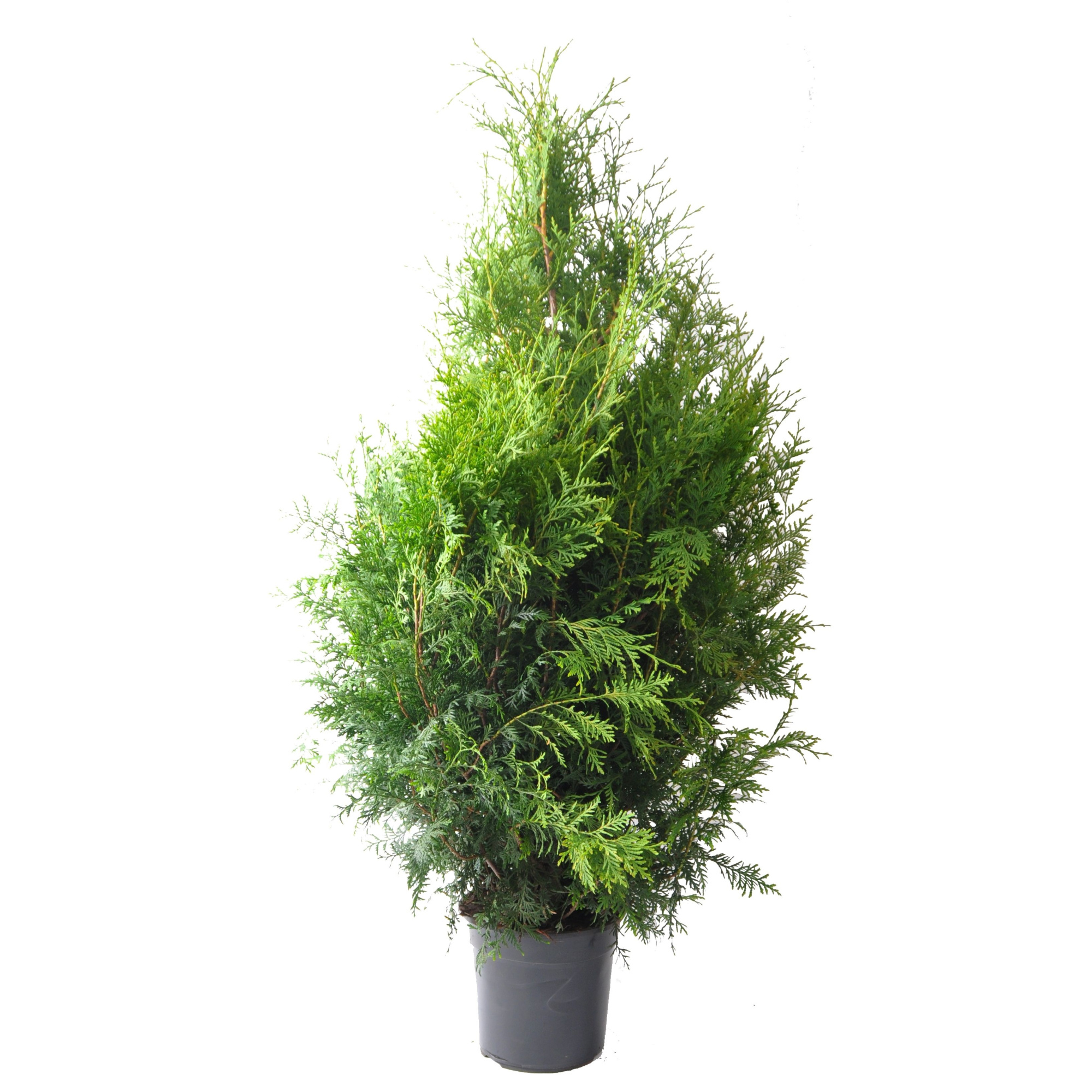 Thuja occ. Brabant, plantmaat 100+ cm - Rondgestoken -, D 24