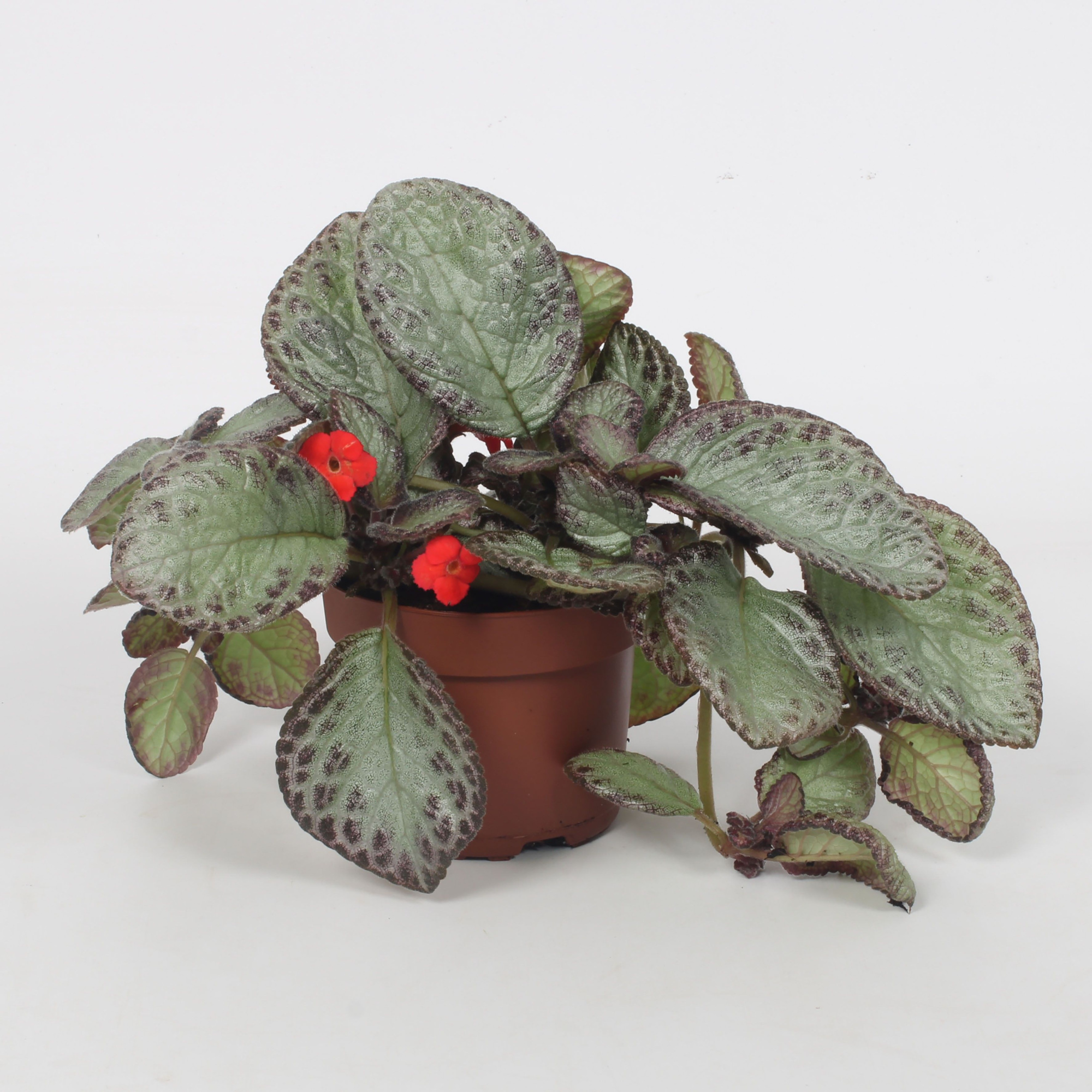 Episcia Joy Sweet Pink 12CM, D 12 cm