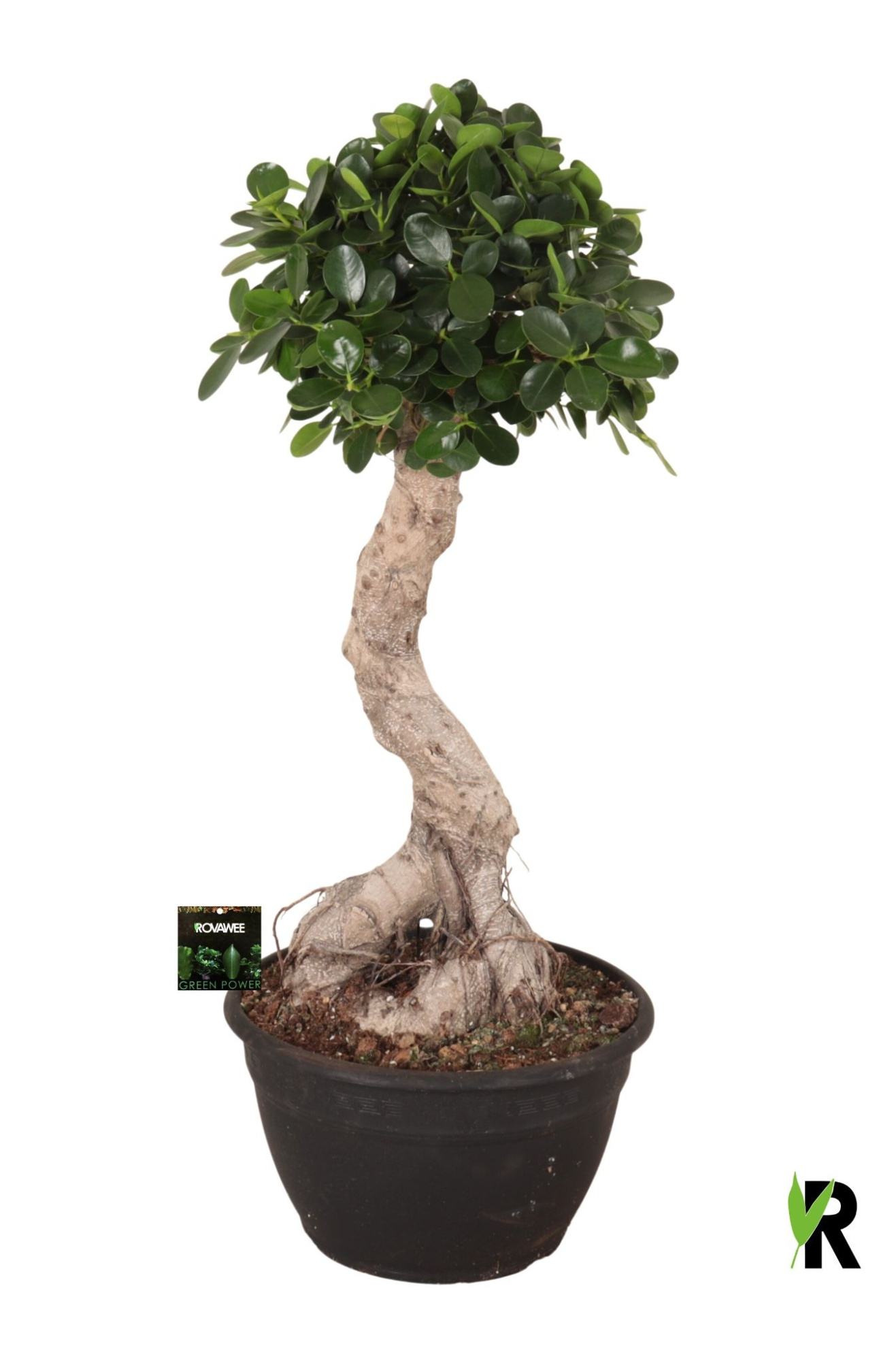 Ficus micr. Panda bonsai, D 30 cm