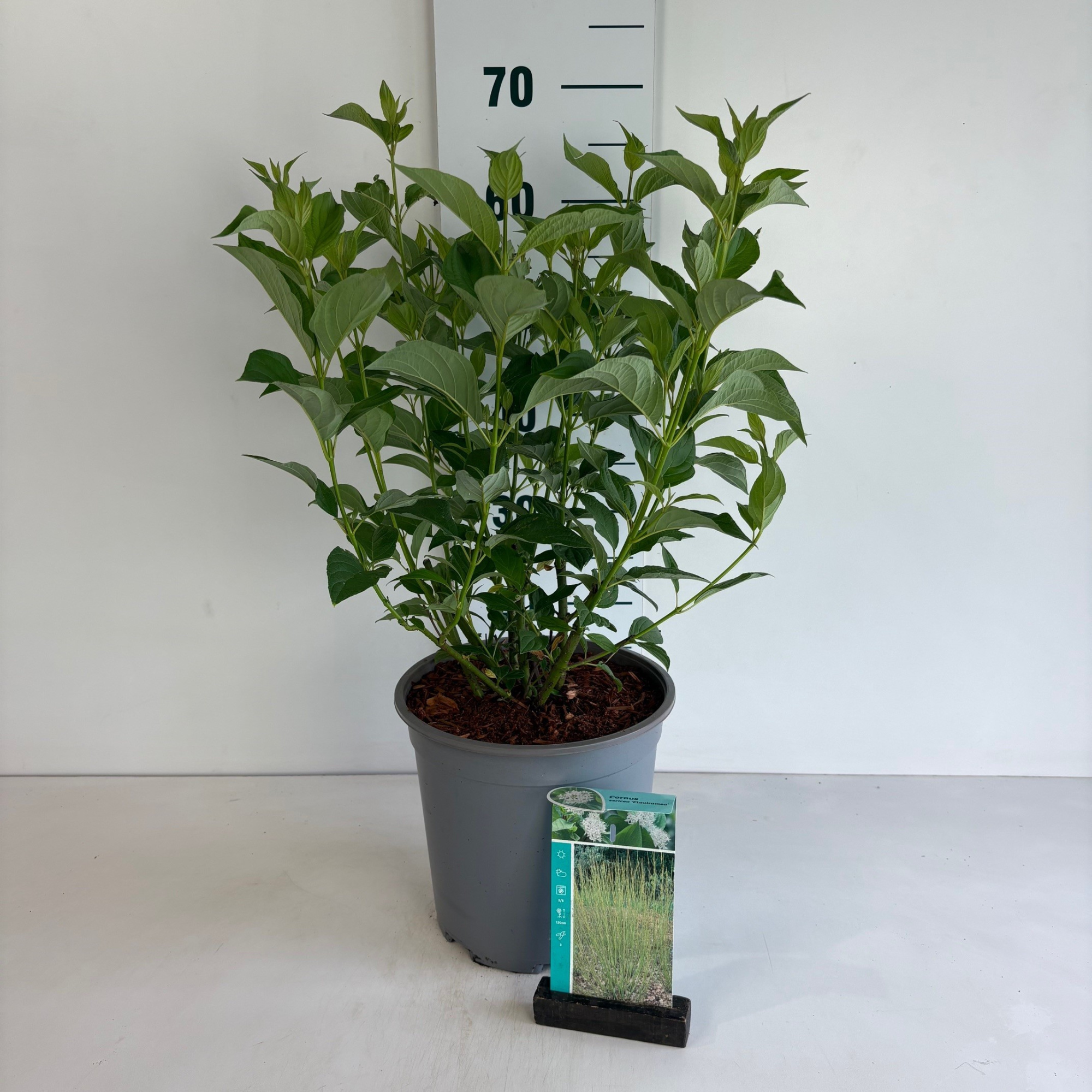 Cornus sericea Flaviramea, D 24 cm