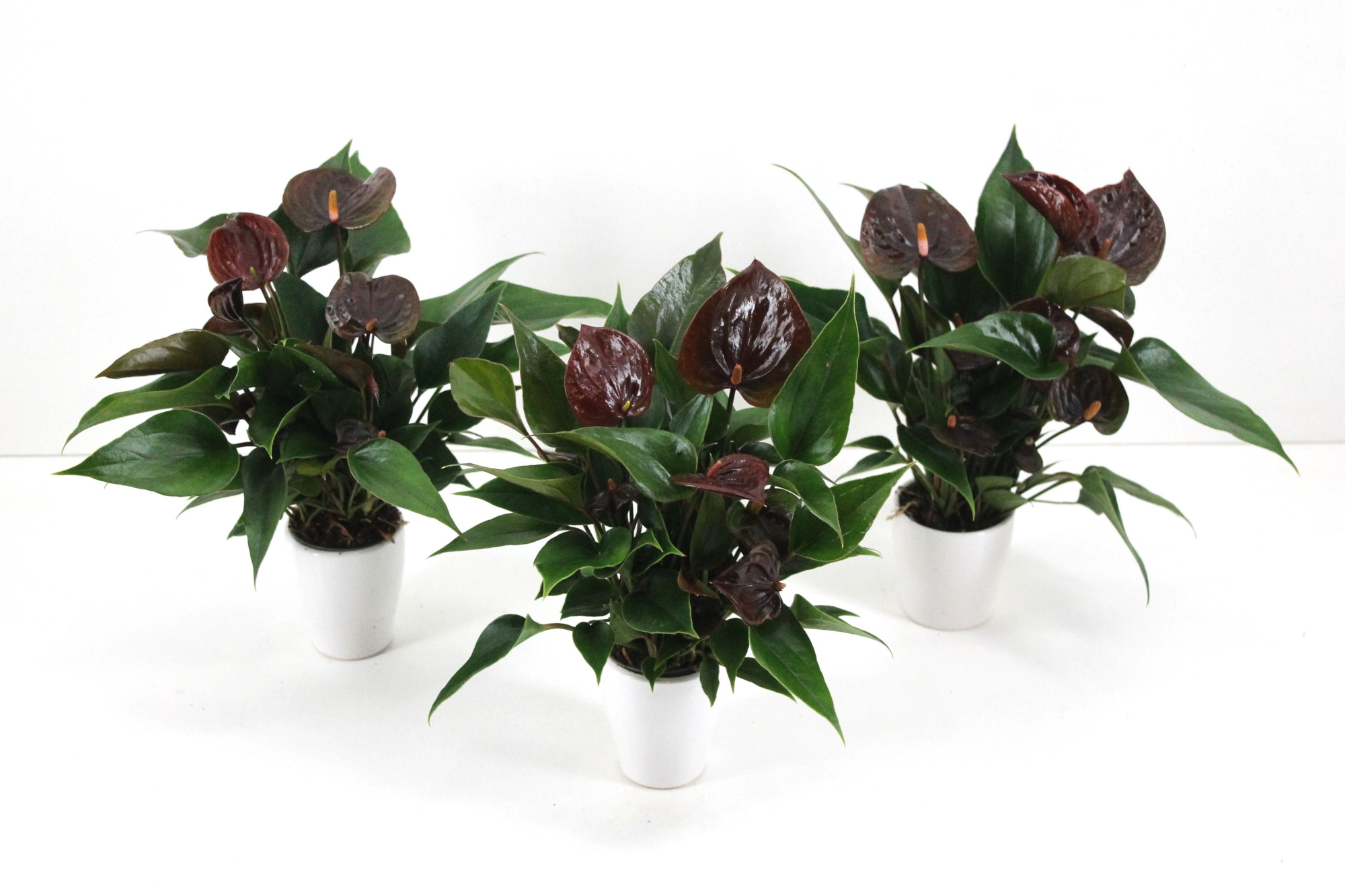 Anthurium XL.20 Paris Black 7cm met keramiek, D 7 cm