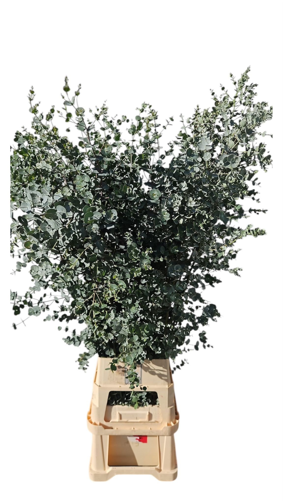 Эвкалипт Гунни Азура 150, шт.