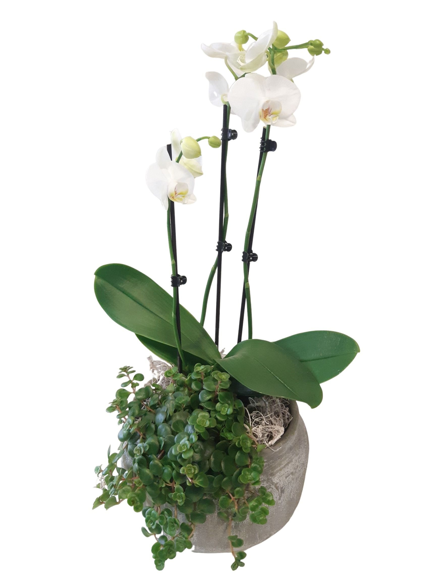 RGB24PHCM Rude Bowl Grey Phal + Sedum Tornado Curly Moss Deco, D 24 cm