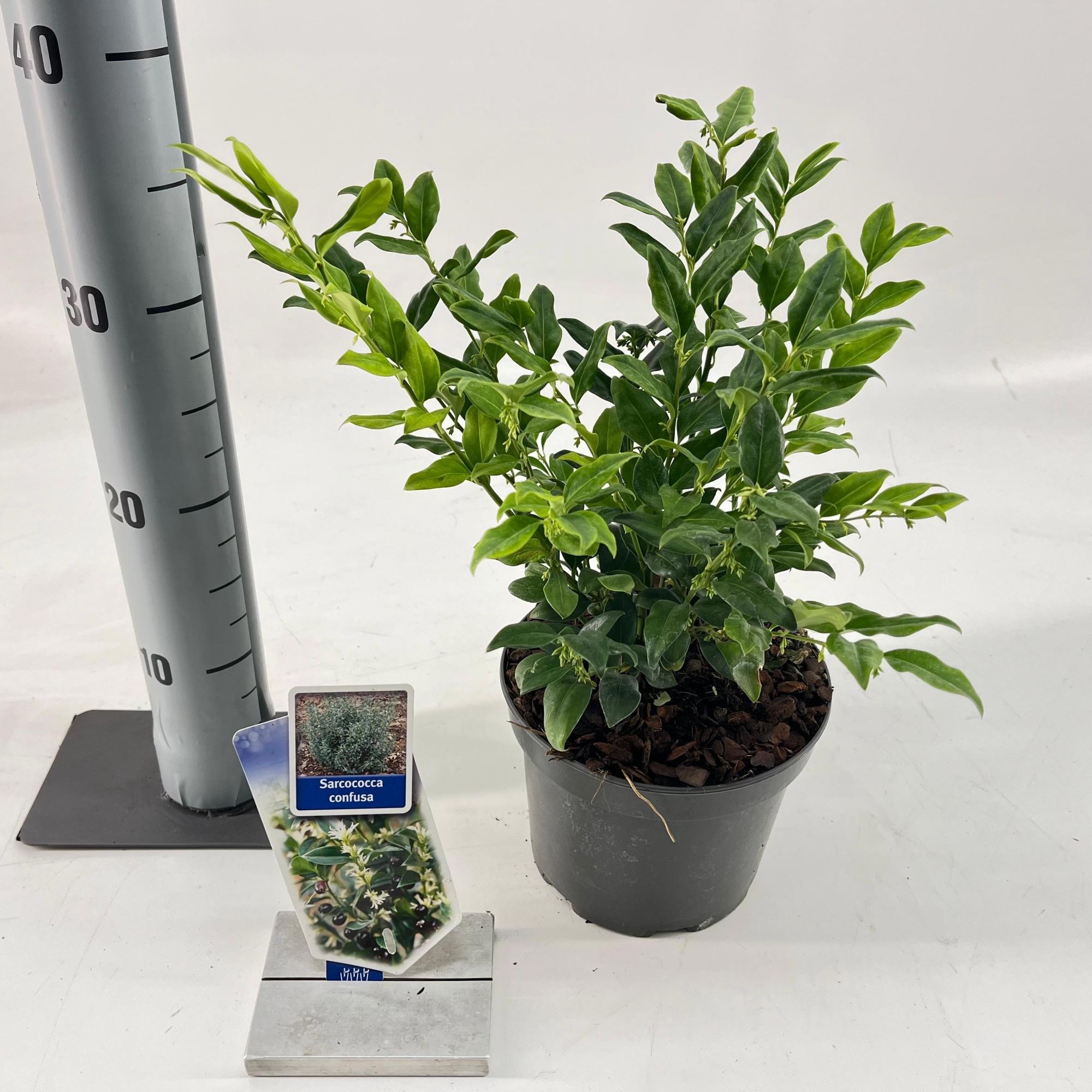 Sarcococca confusa, D 17 cm