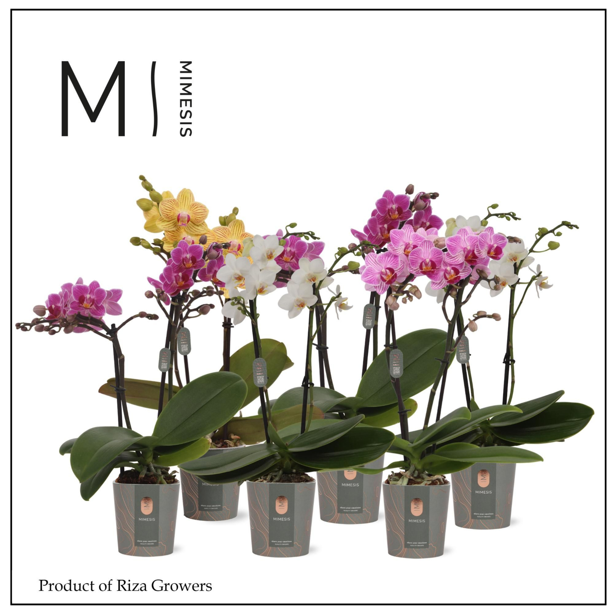 Phalaenopsis Mix 2 spike – 7cm | Mimesis, D 7 cm