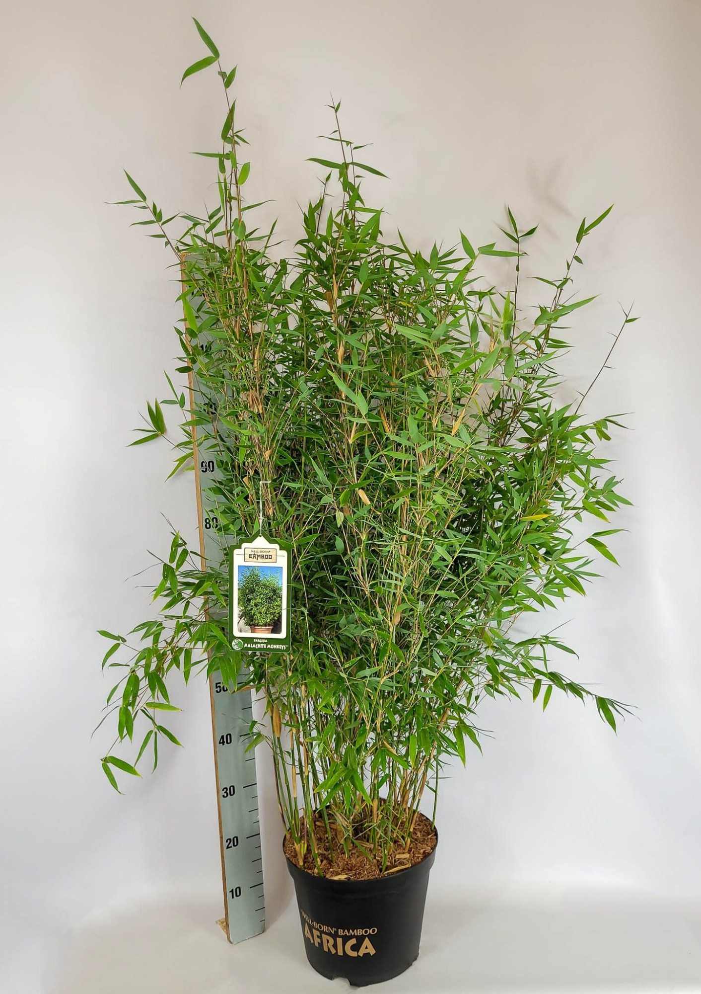 Fargesia species Malachite Monkeys ® EU-S C10 80-100, D 28 cm