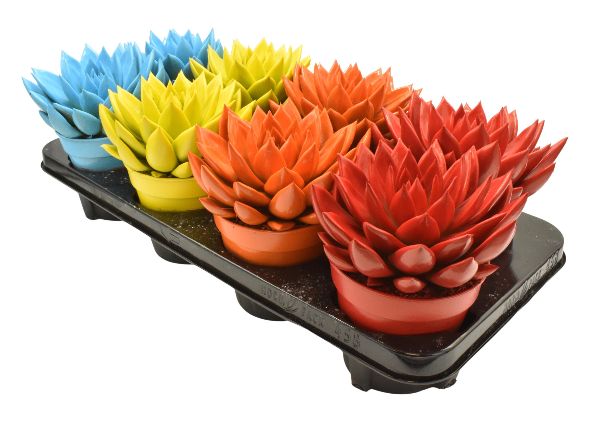 Miranda coloured mix, D 12 cm