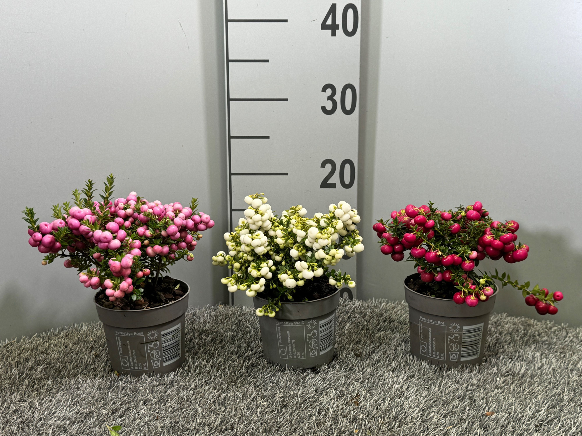 Pernettya mix laag, D 10,5 cm