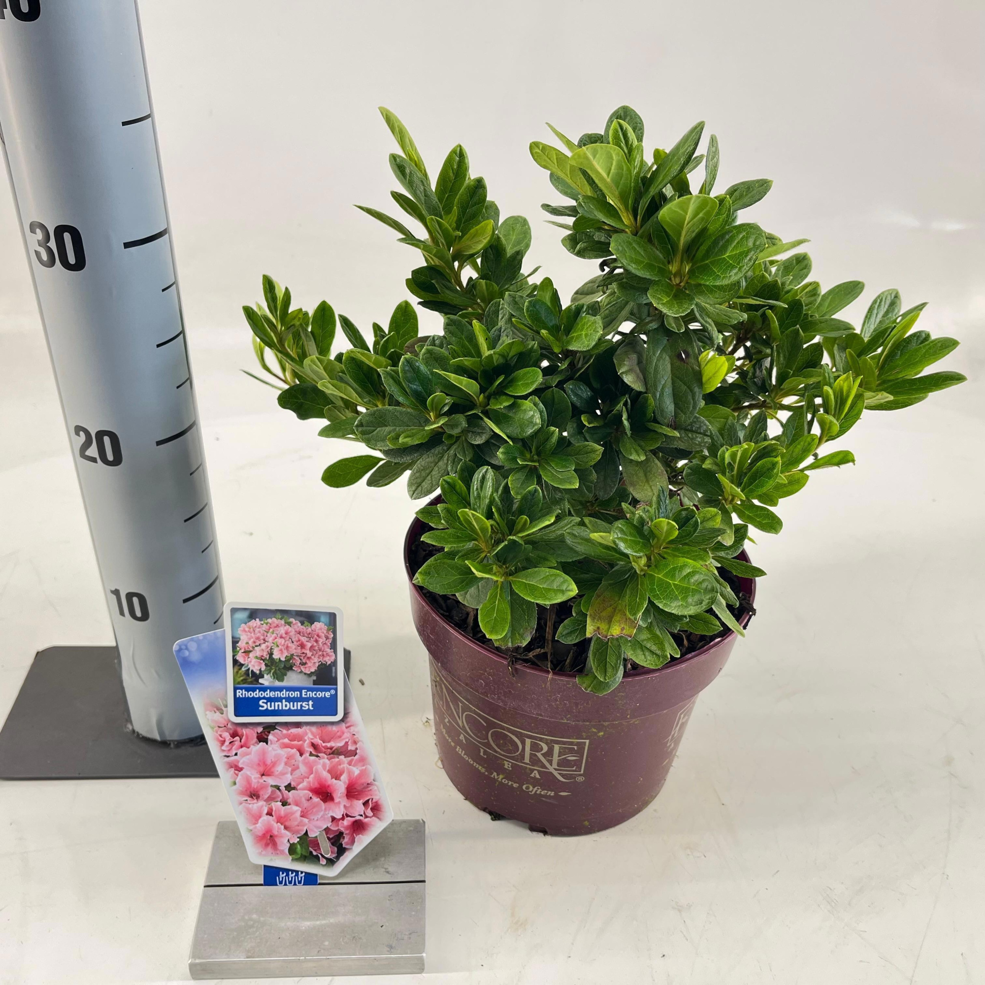 Rhododendron ENCORE® Sunburst ('Roblet'PBR), D 19 cm