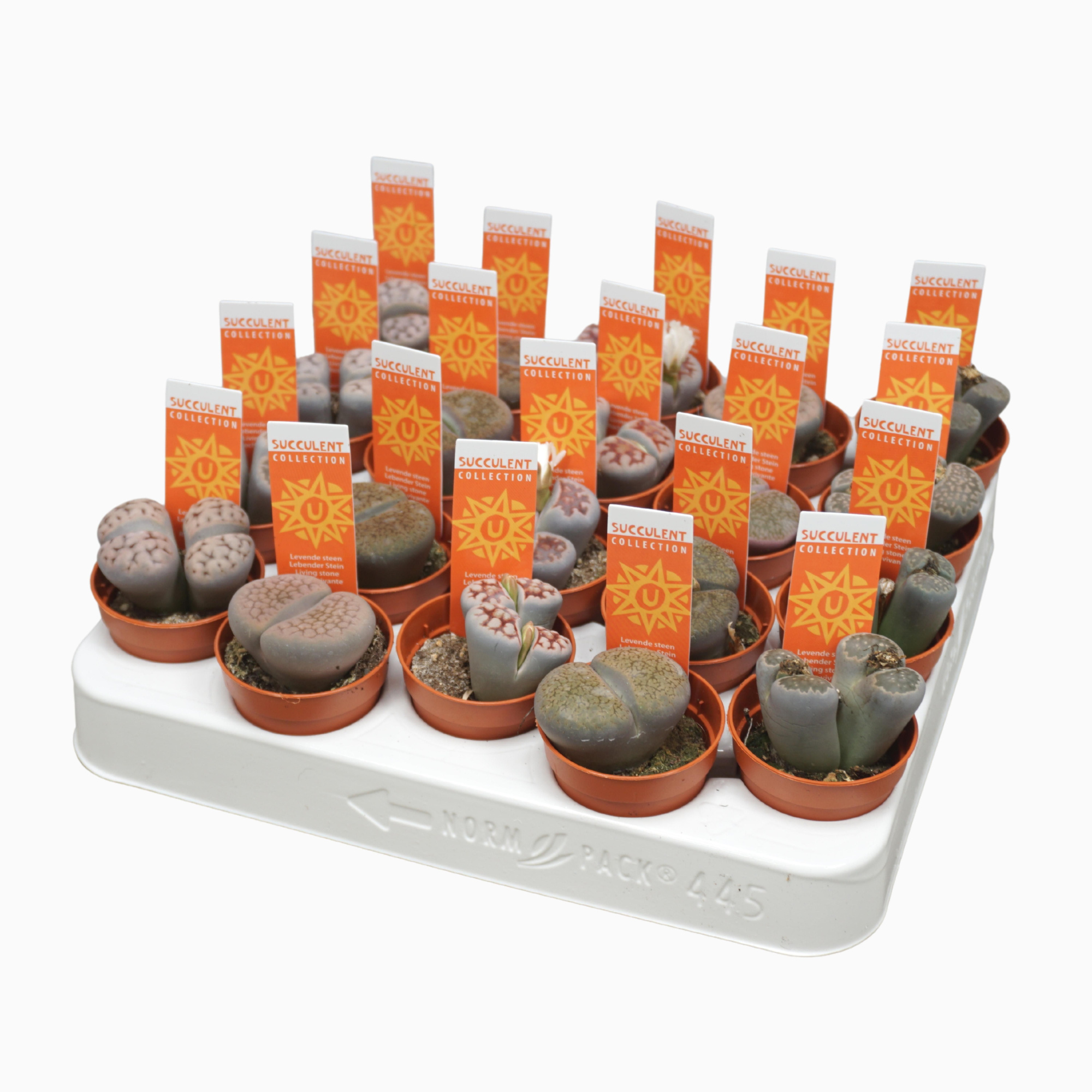 Levende stenen 5,5 cm lithops leslei met etiket, D 5,5 cm