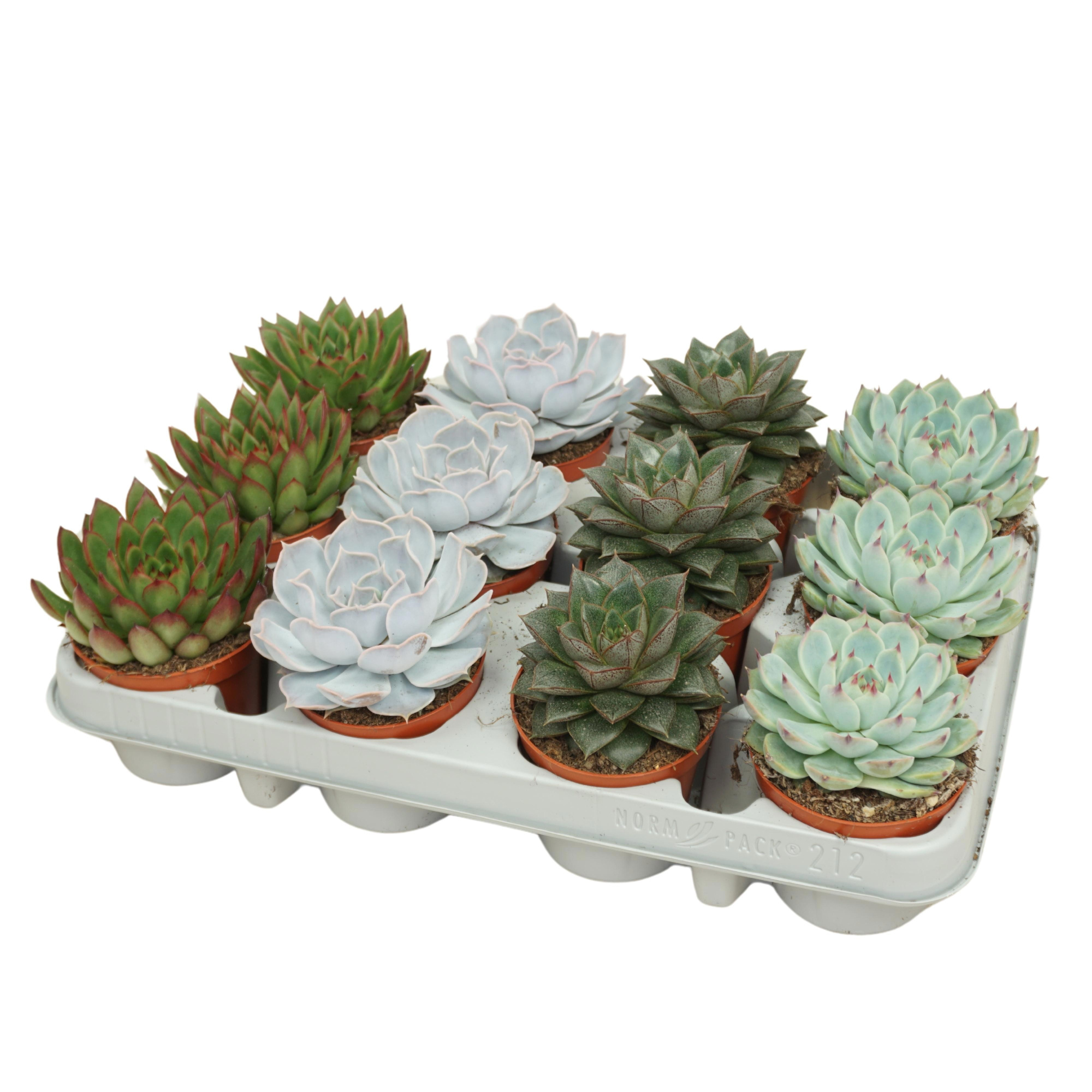Echeveria mix 8,5 cm in 12 gaats tray, D 8,5