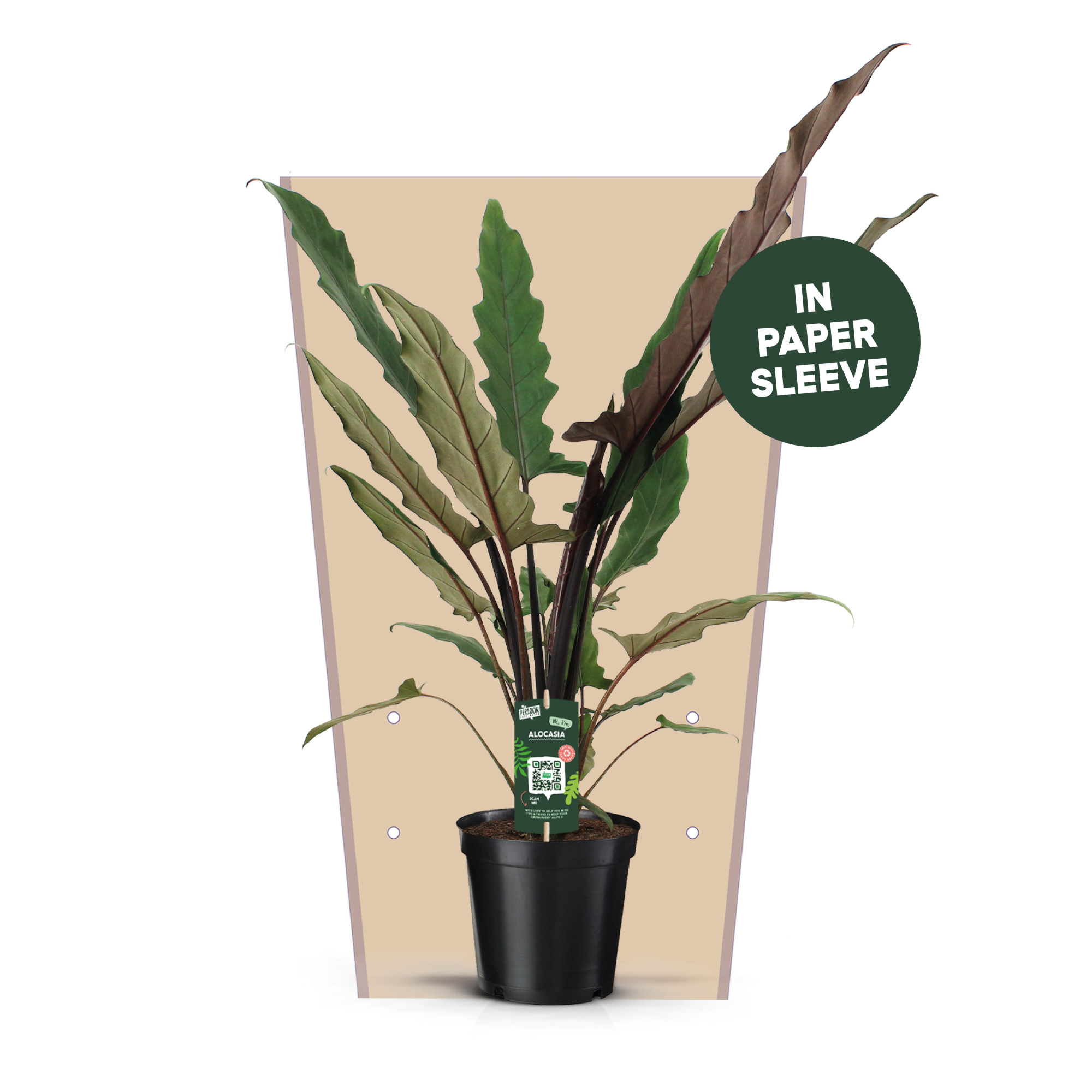 Alocasia Lauterbachiana Papieren Hoes, D 19