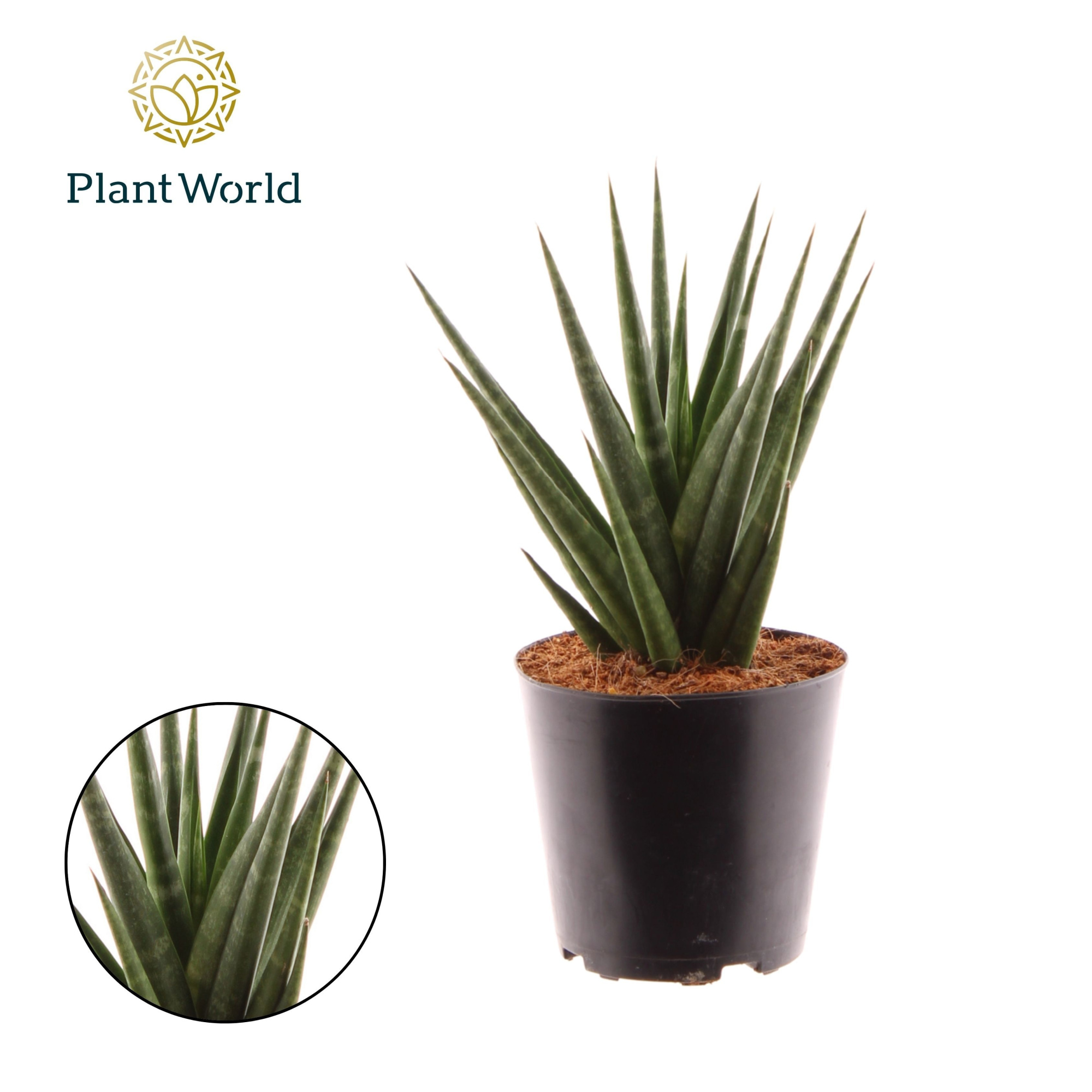 Sansevieria Dancing Queen, D 12 cm