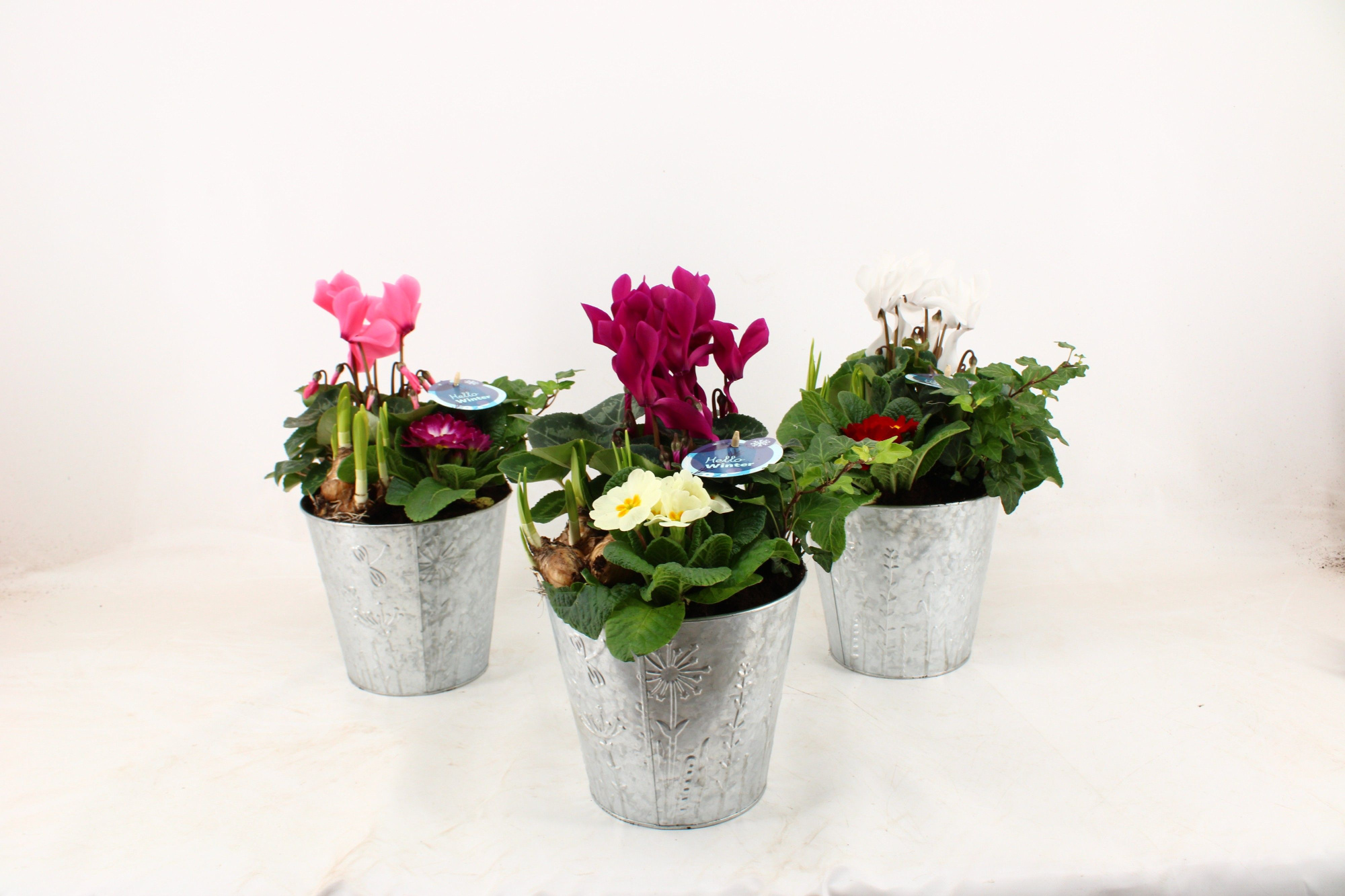 Arrangementen Snow in zinkenpot Tim, D 18