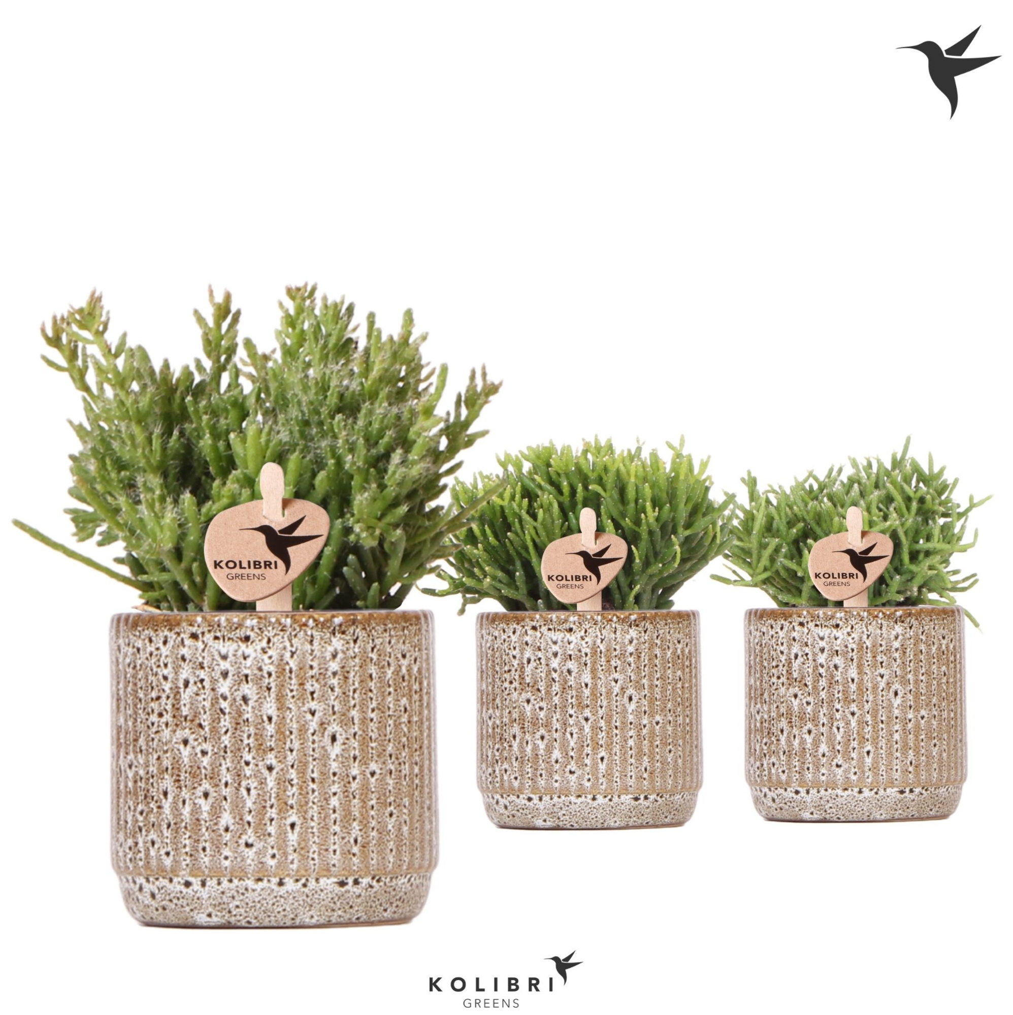 Kolibri Greens Rhipsalis mix in Jaguar pot, D 6 cm