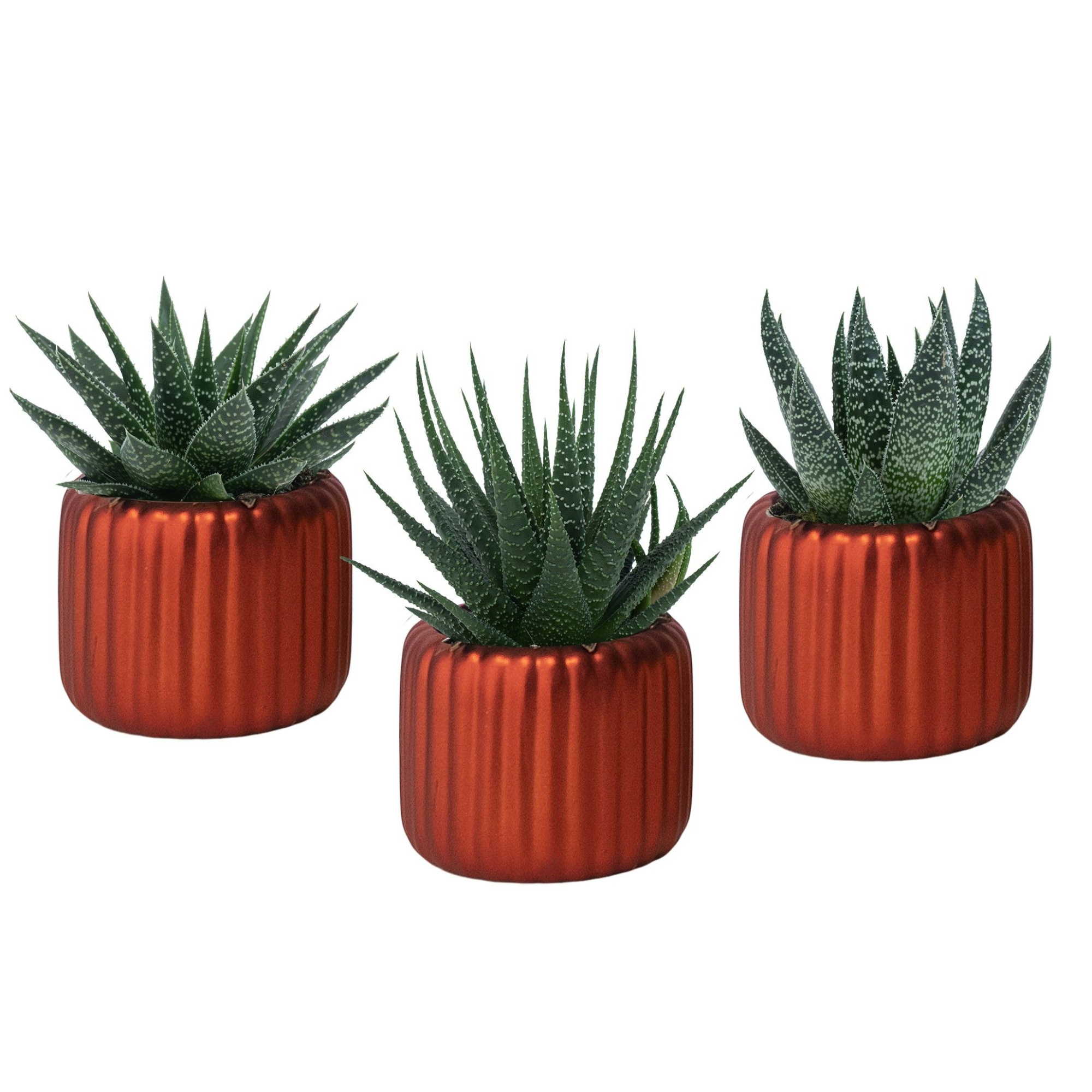 Vertical Red with Succulent mix, D 6