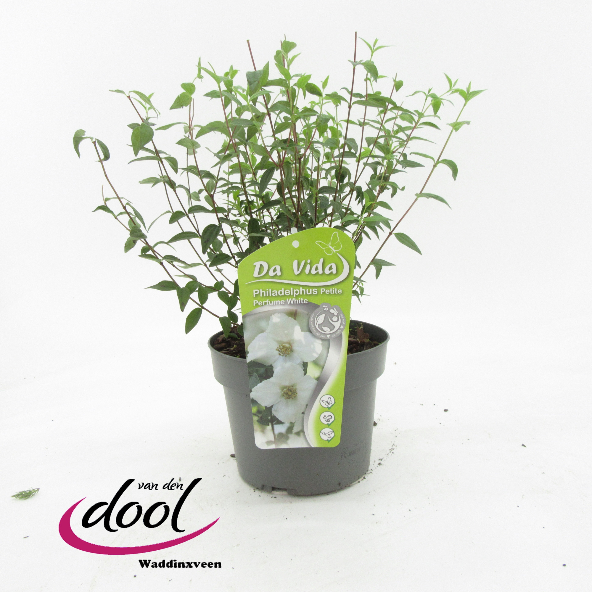 Philadelphus Petit Perfume White, D 19 cm