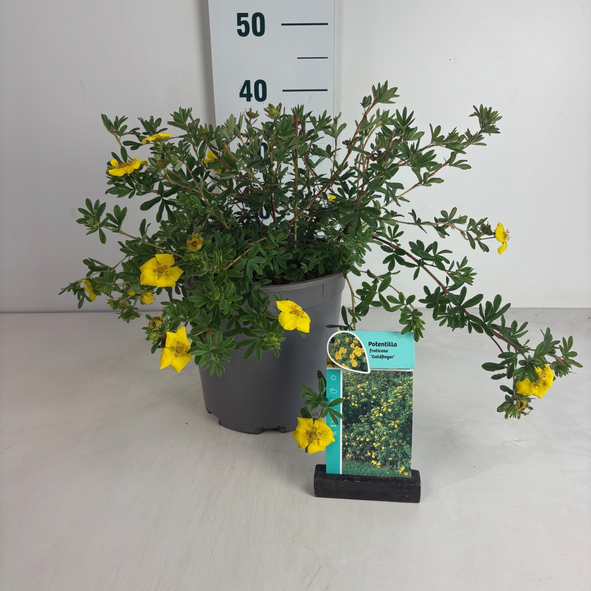 Potentilla fruticosa Gold Finger, D 24 cm