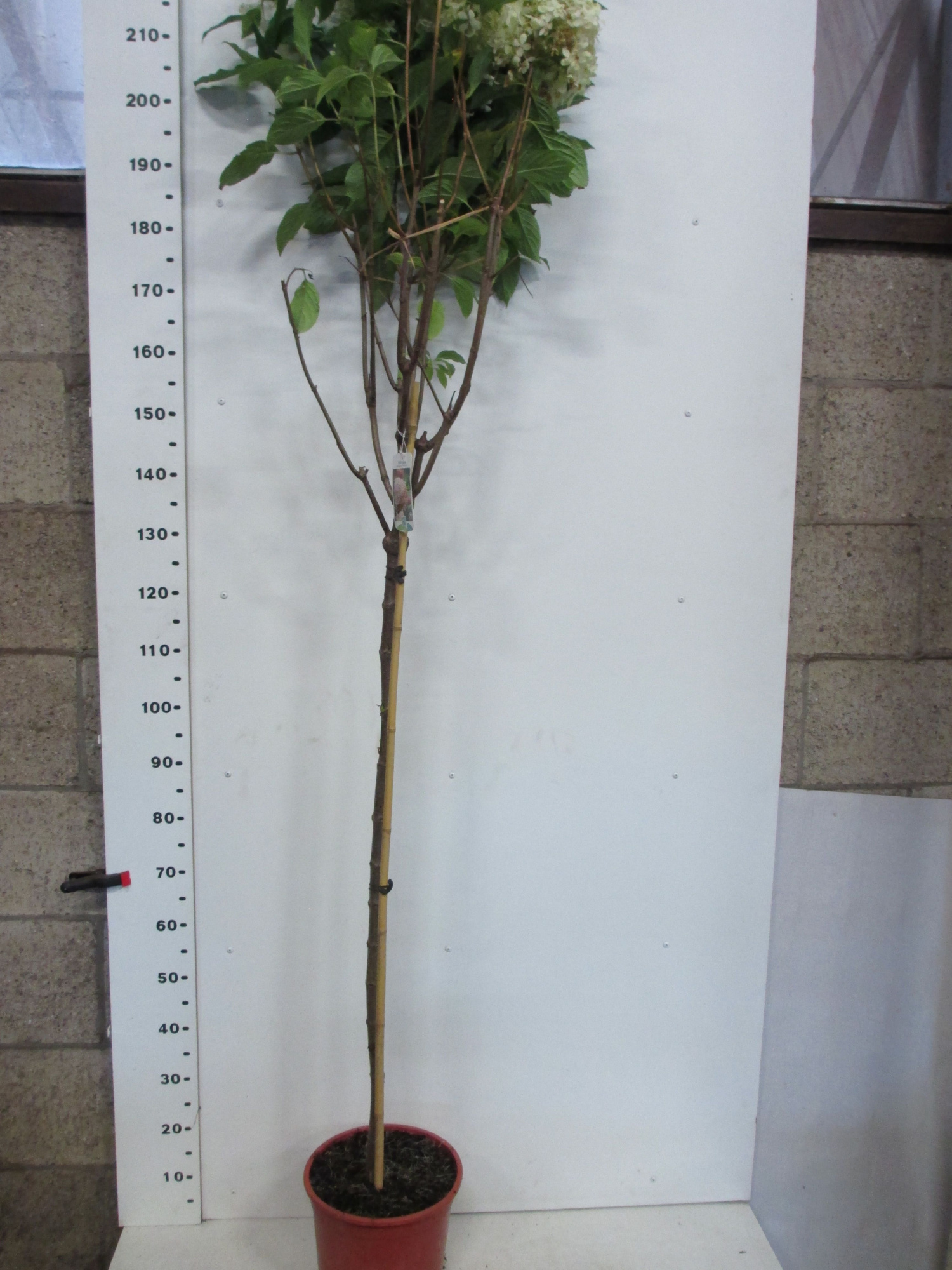 Hydrangea pan. Phantom 100st. P28, D 28 cm