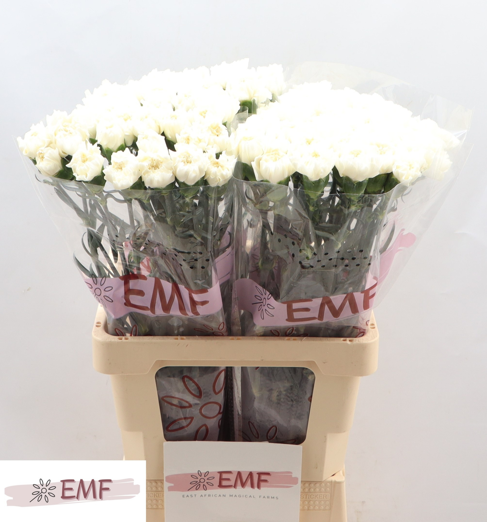 Диантус од. Мон Блан, шт.