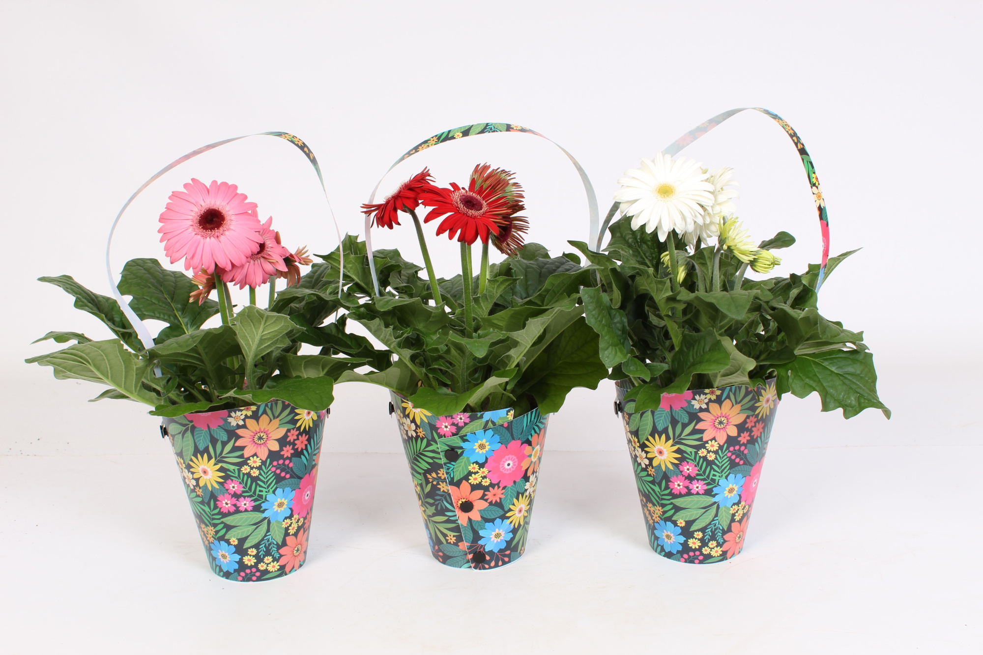 Gerbera belicht 2+ 12cm in zwarte draagtas met bloemen print, D 12