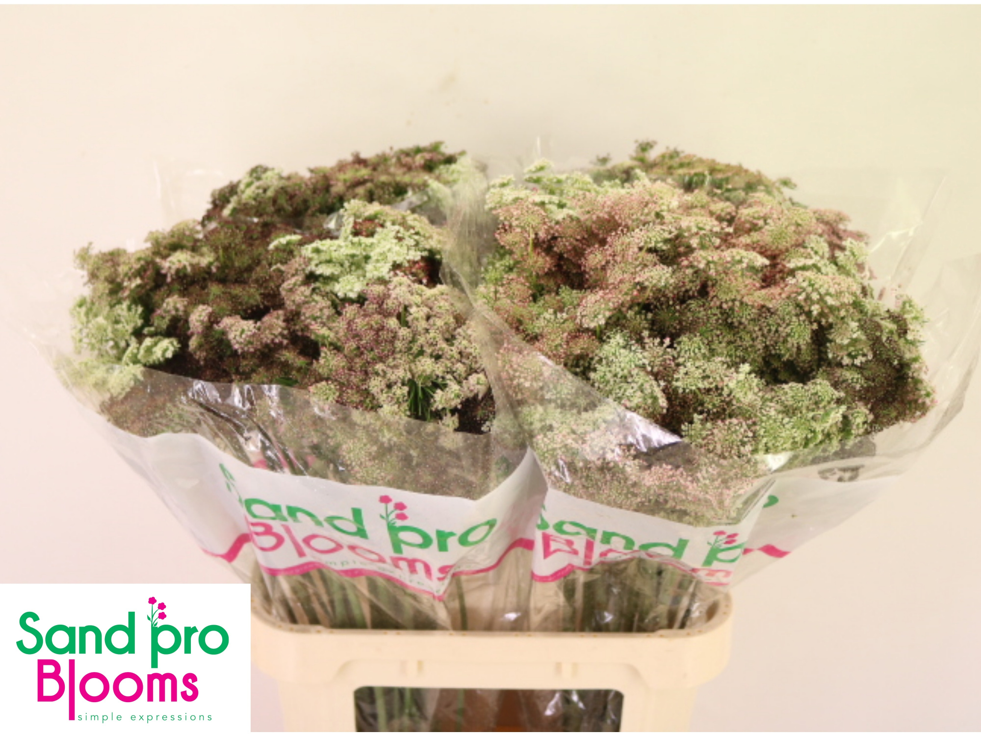 Амми Даукус Карота Дара 80 (бордо), шт.