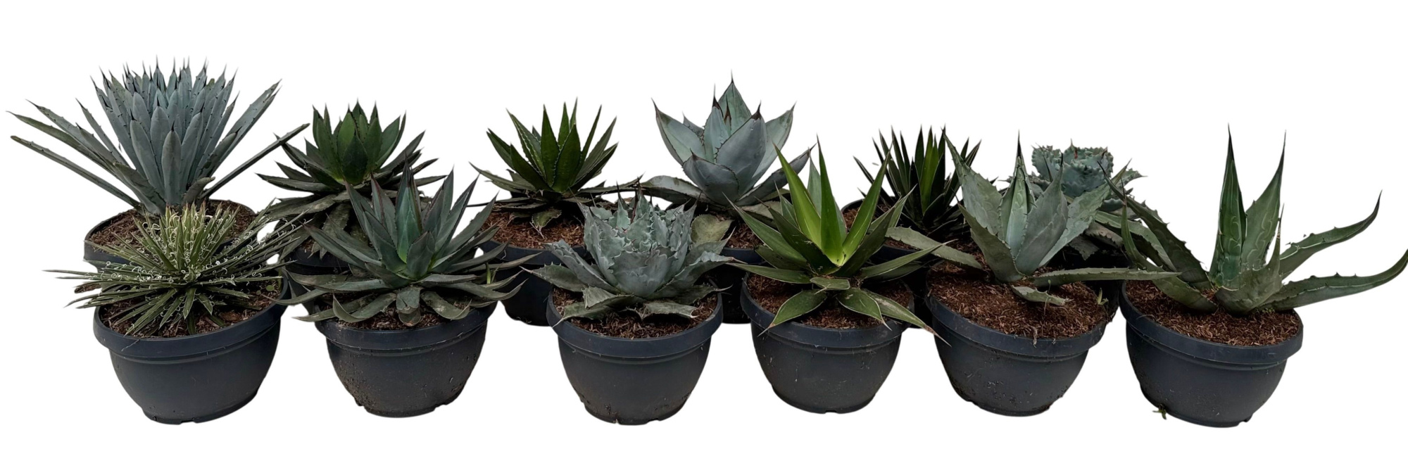 Agave mix, D 20