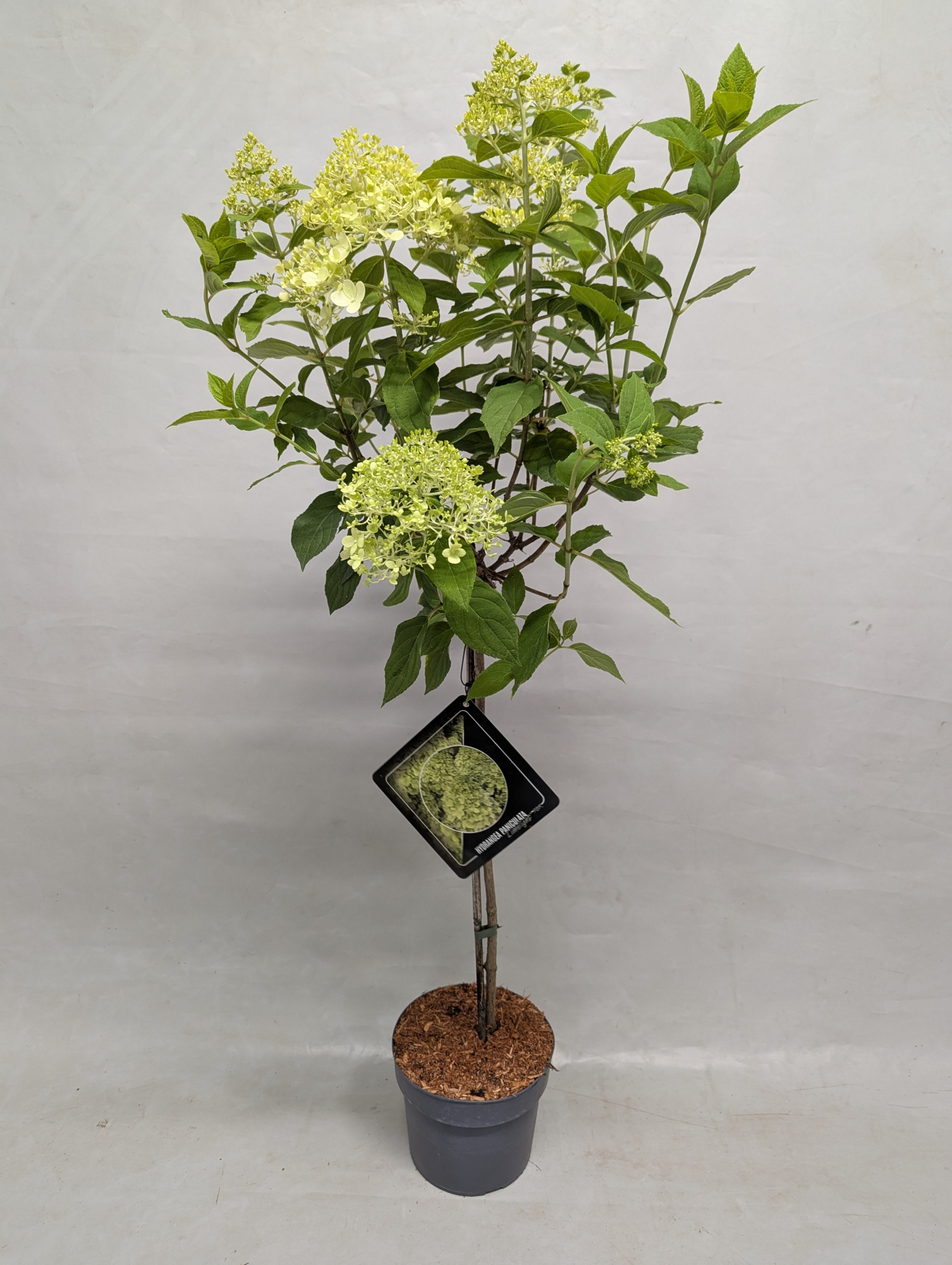 Hydrangea paniculata 'Limelight stam 19 cm, D 19 cm