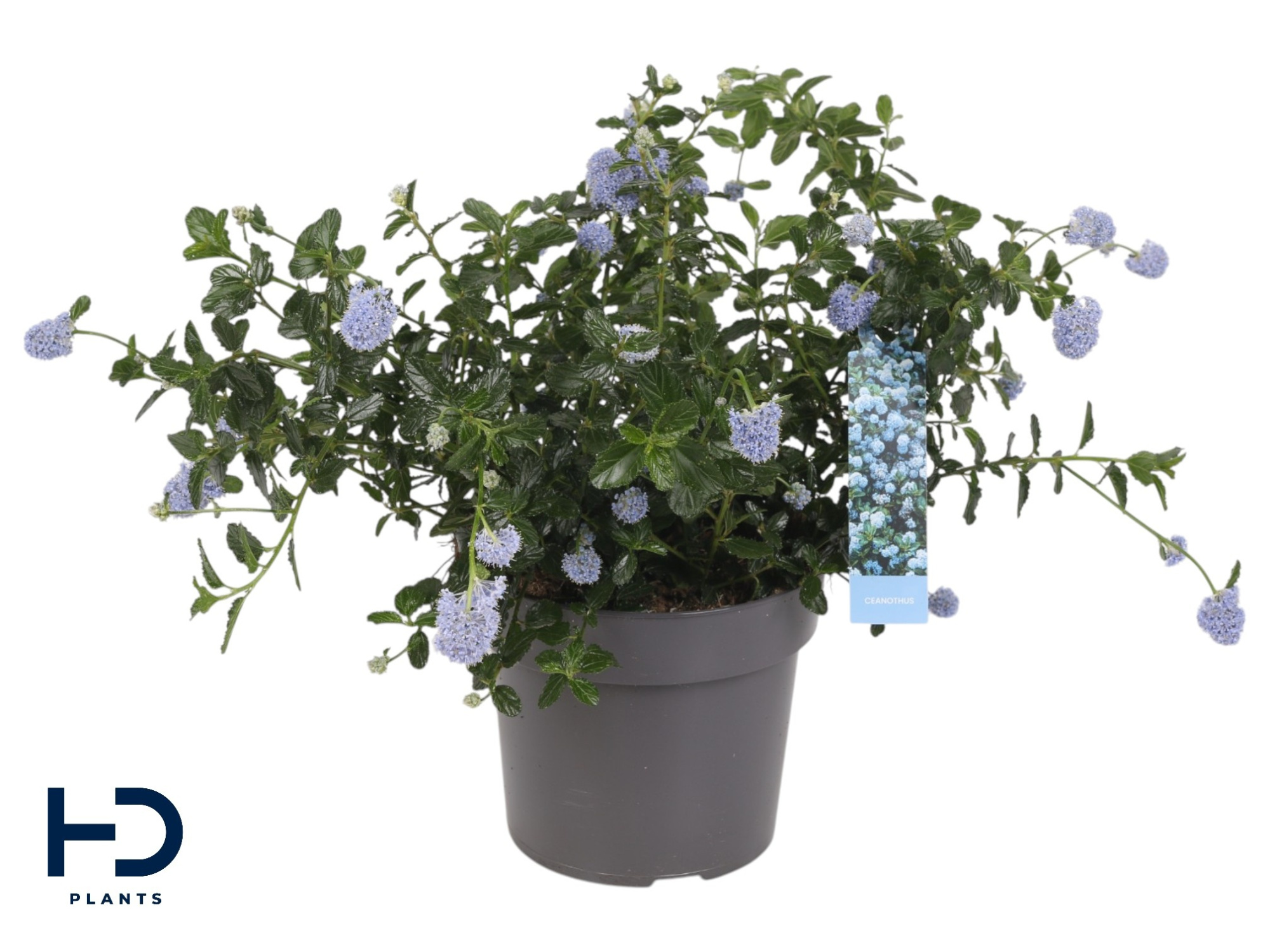 Ceanothus 17cm Repens struik, D 17