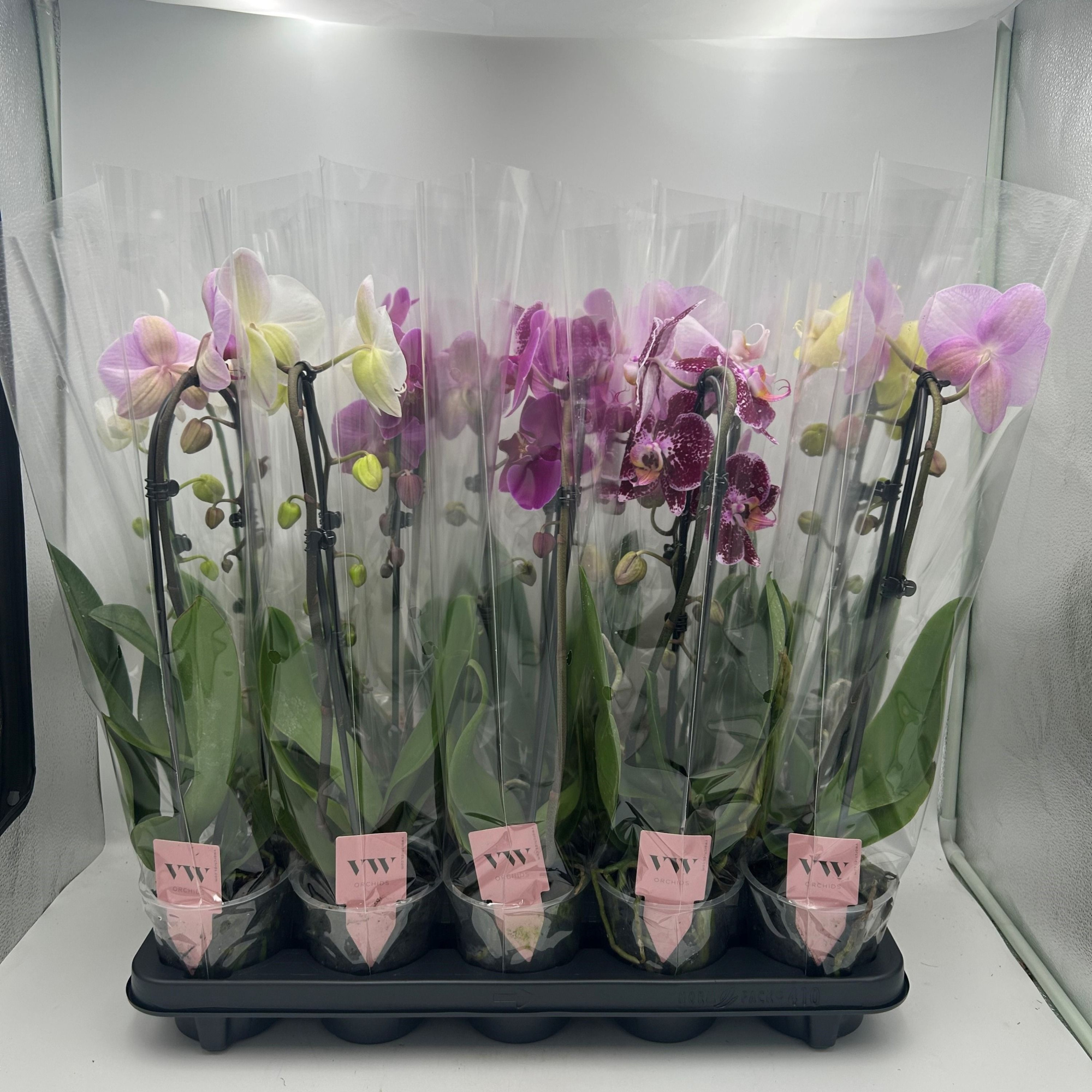 Phalaenopsis Cascade 1 tak gemengd, D 12 cm