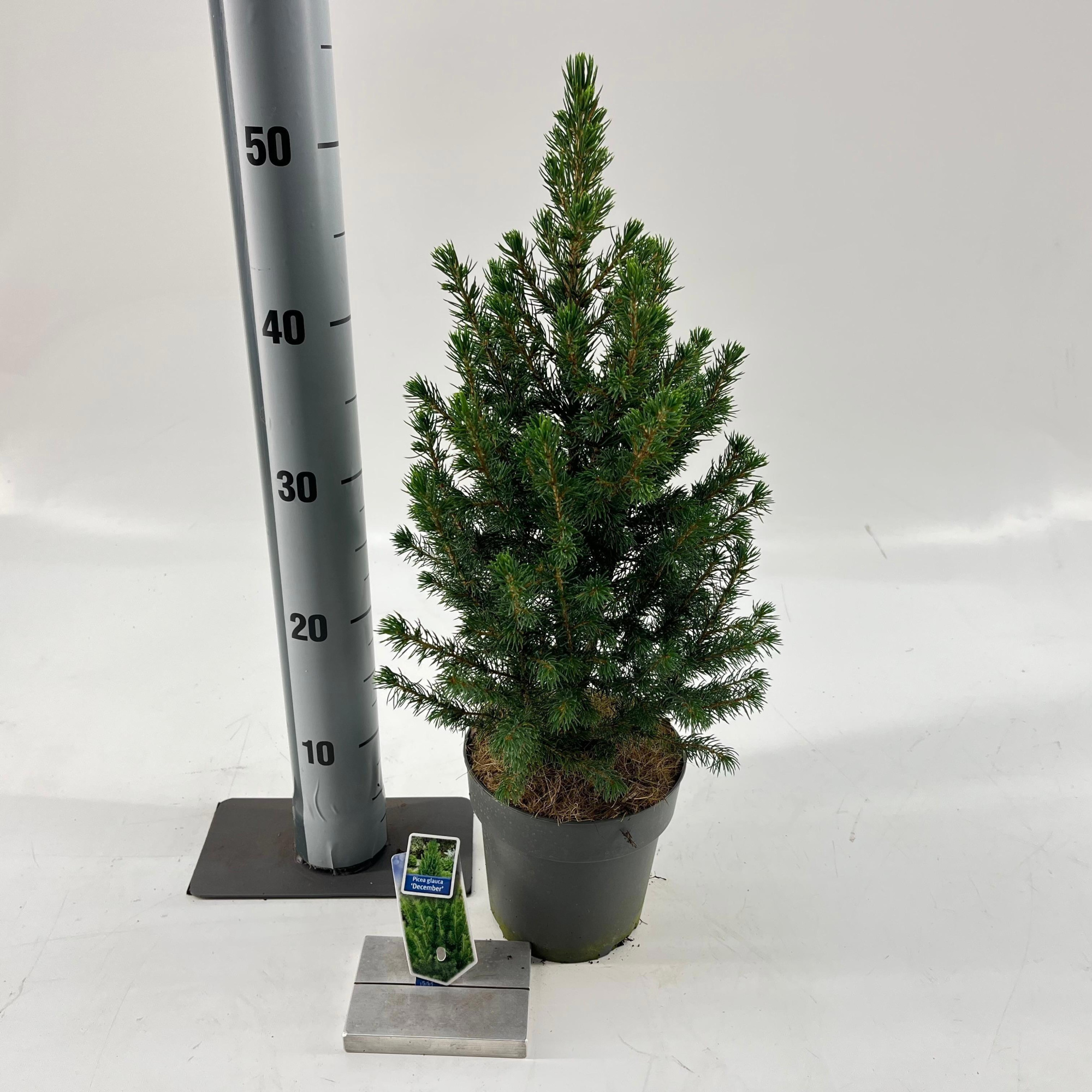 Picea glauca ‘Conica’, D 15 cm