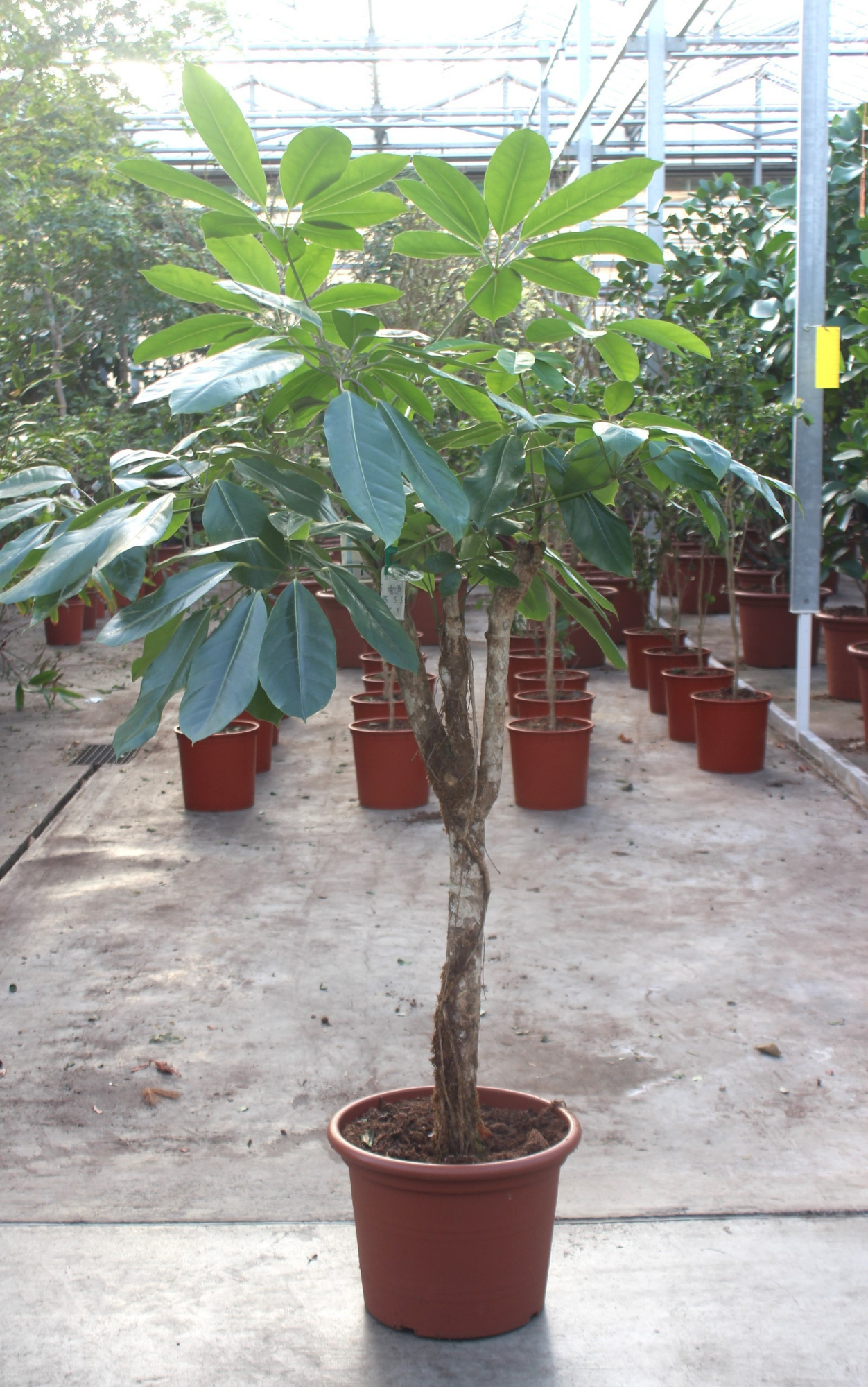 Schefflera actinophylla 'Amate’, D 40