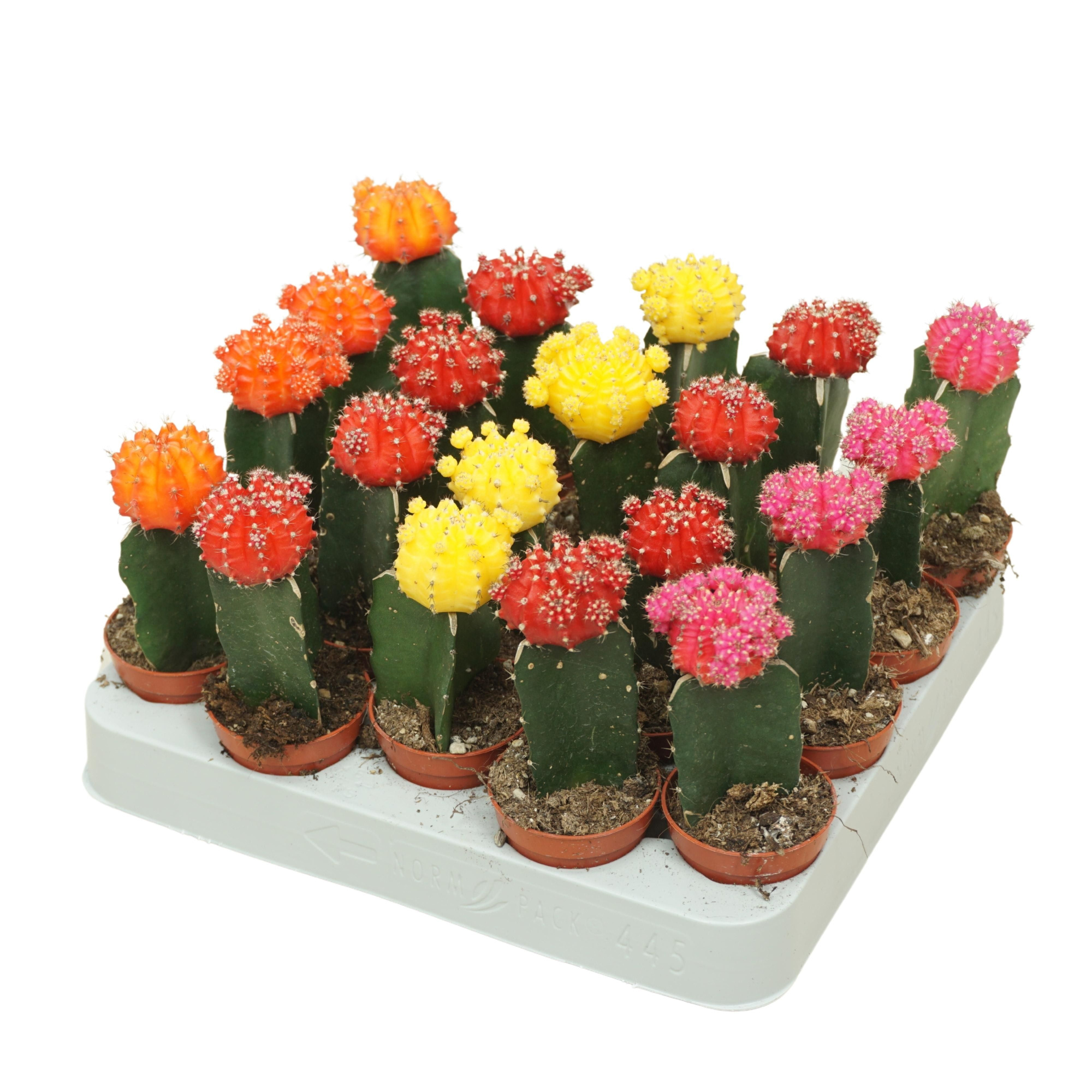 Gymnocalycium mix geënt 5,5 cm, D 5,5 cm
