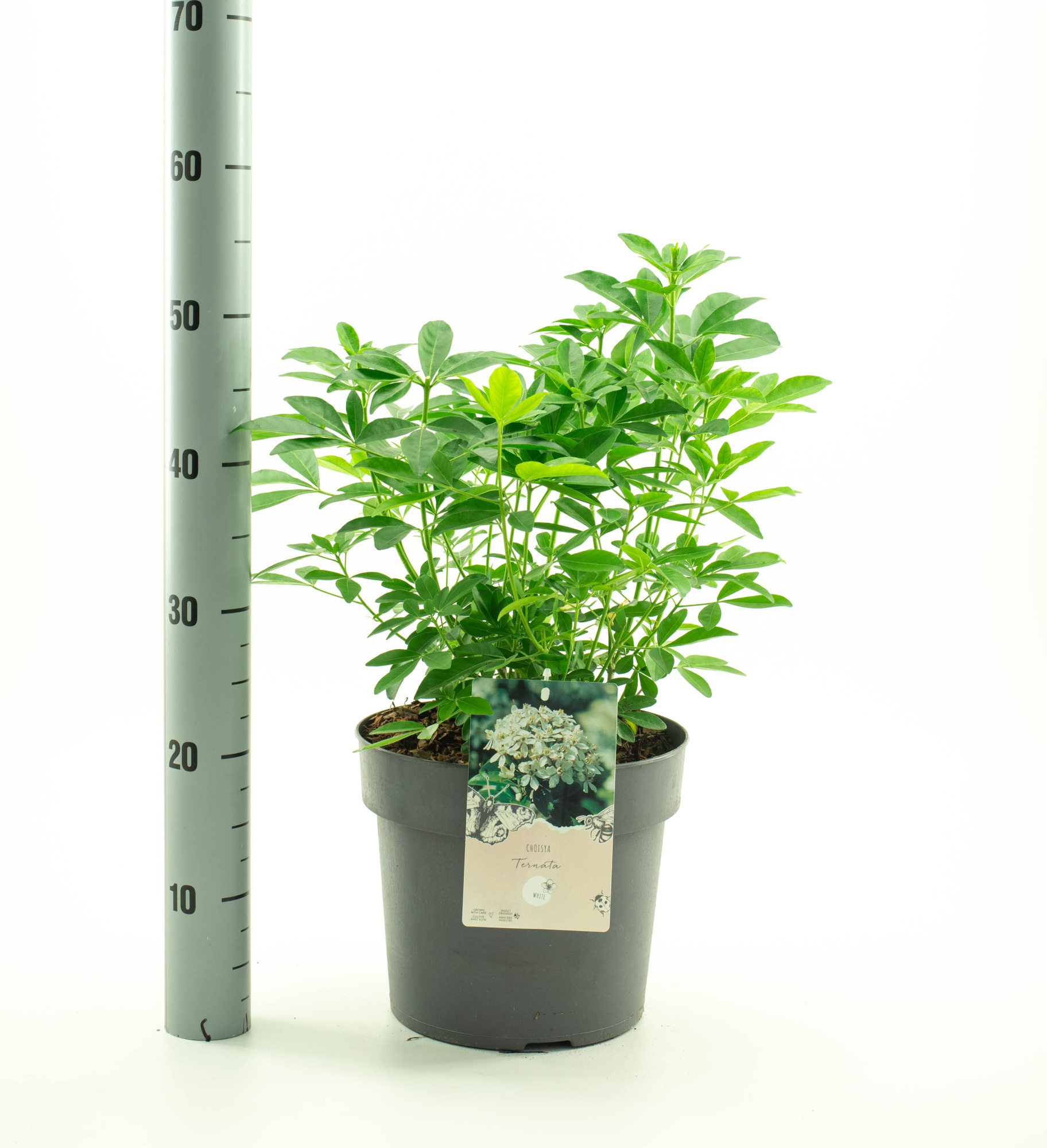 Choisya ternata, D 26 cm