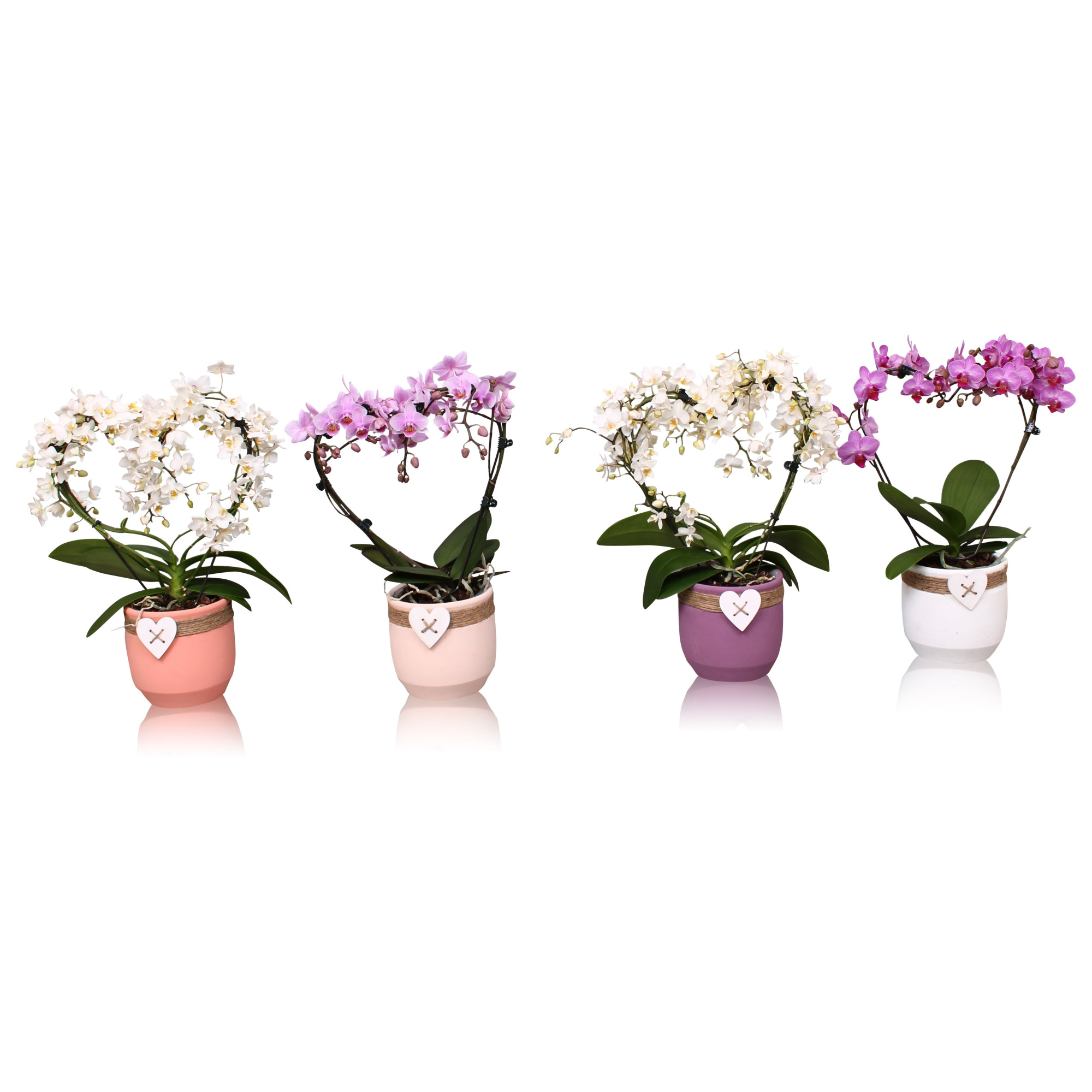 Phal. Multi vorm mix "Blossoming Heart" in keramiek BGC942, D 12