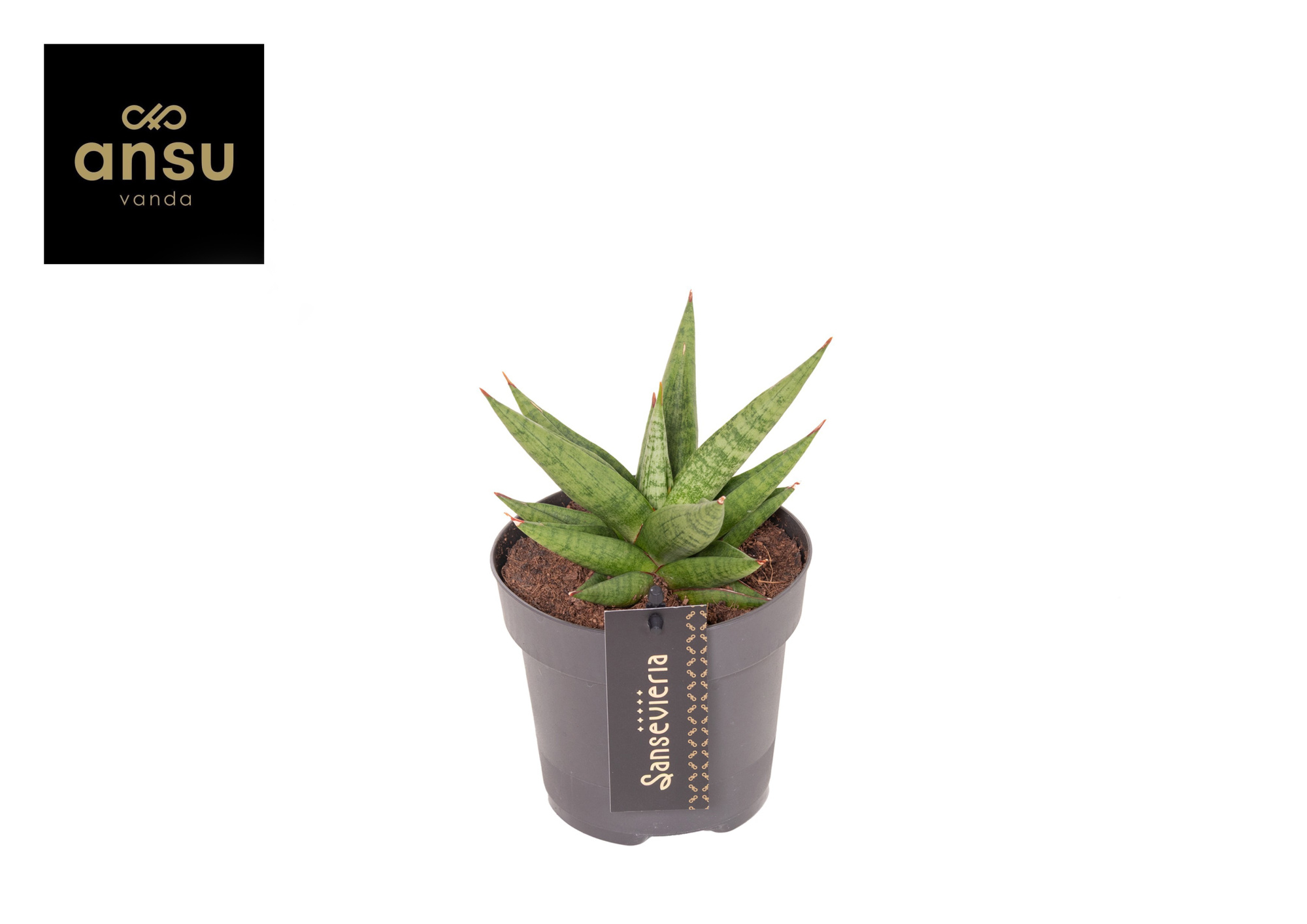 Sansevieria Comet Canoe No. 1, D 12 cm