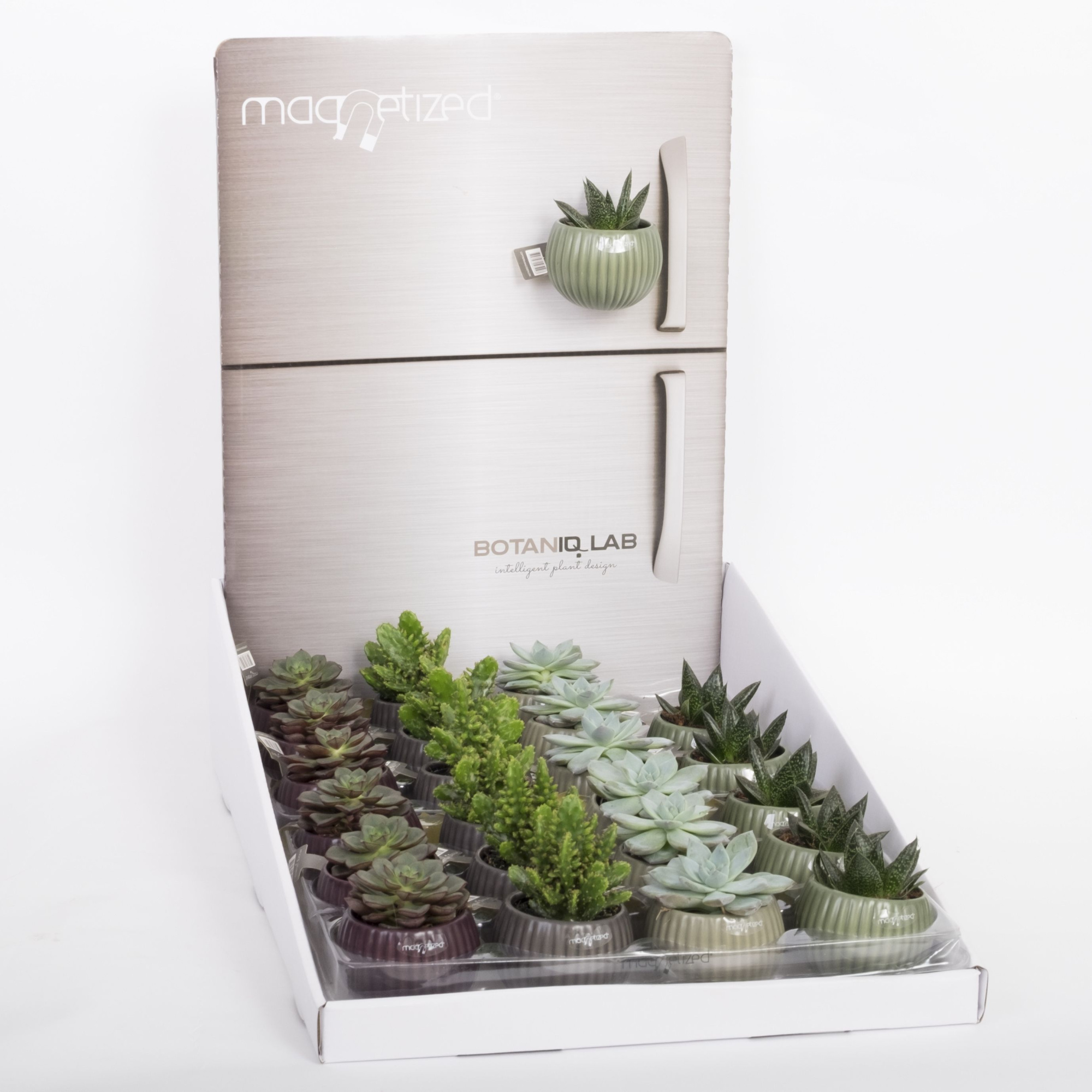 Magnetized Vertical Green Living in Display with Succulent mix, D 6 cm