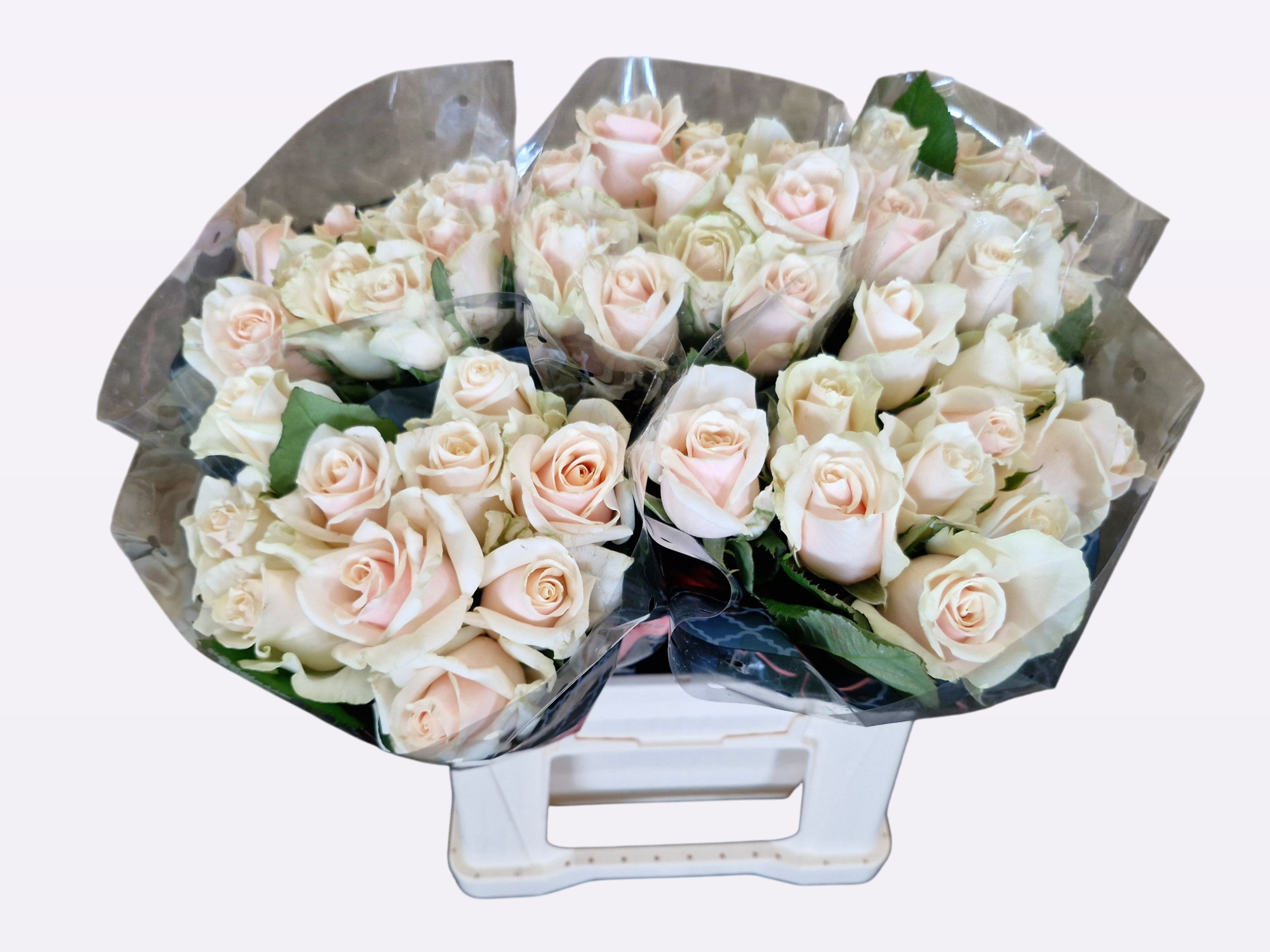 Роза од. Талеа+ 40, шт.