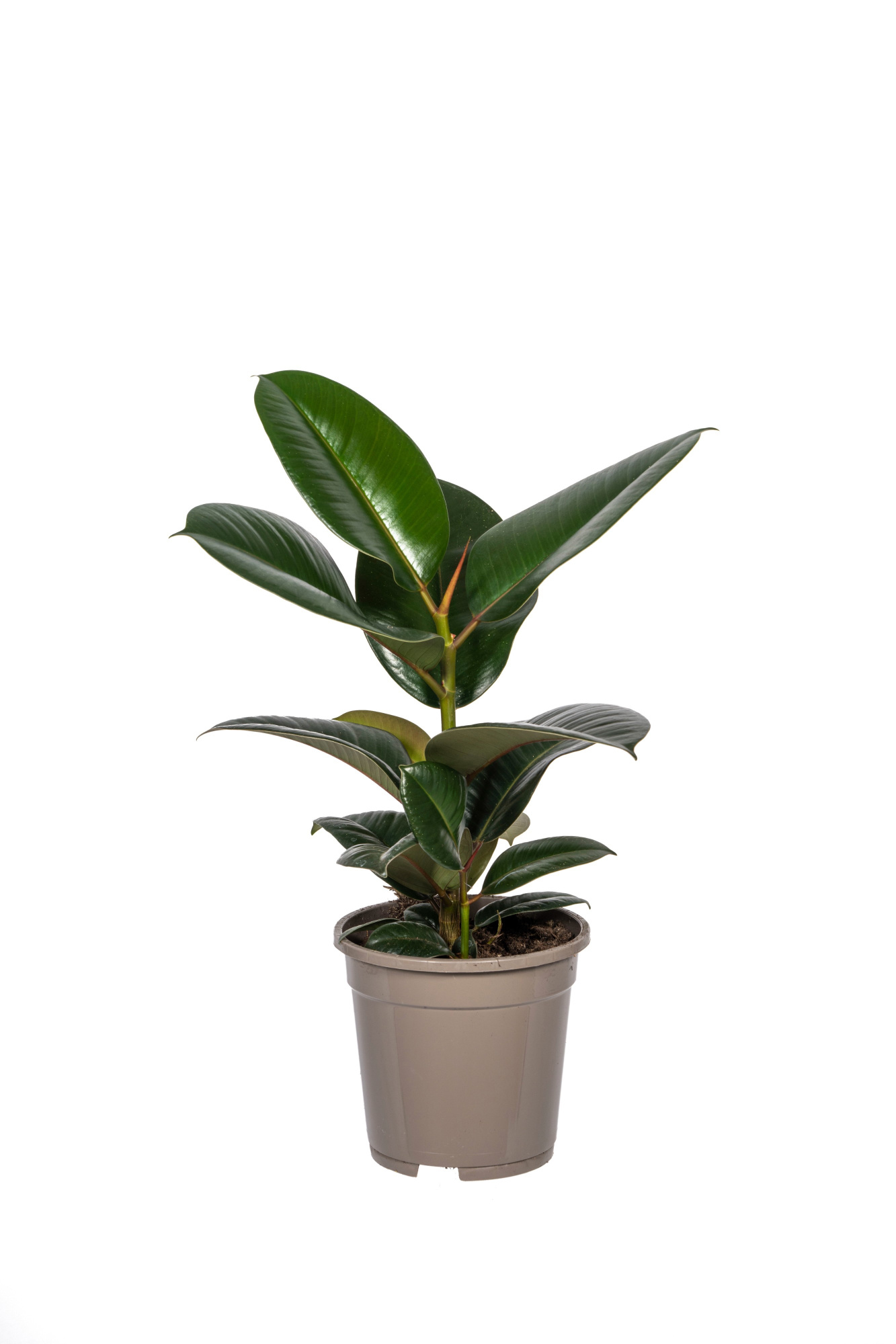 Ficus elastica Robusta T17, D 17