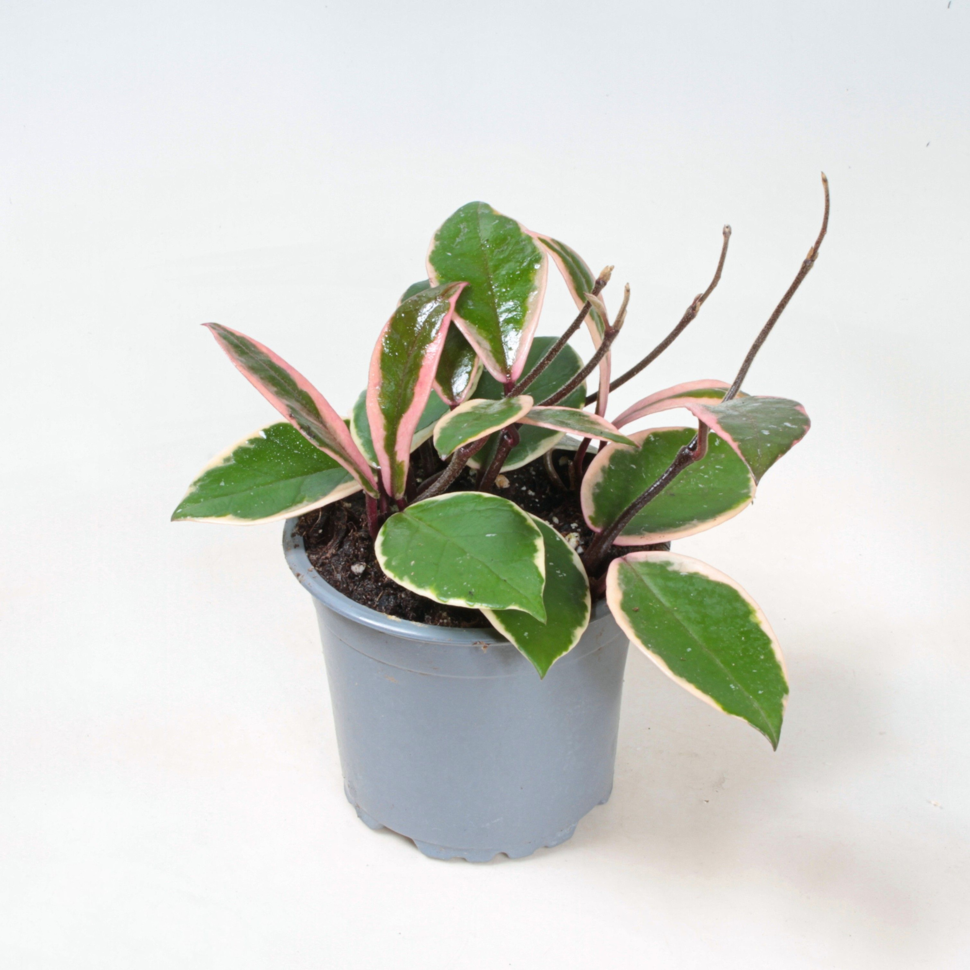 Flamingo Dream ranks 12 cm, D 12