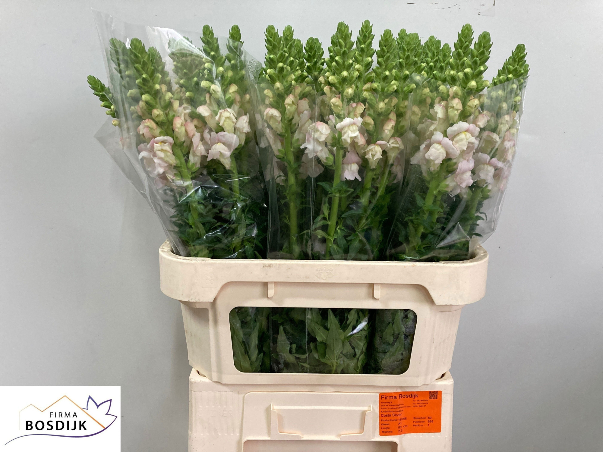 Антирринум Коста Сильвер, шт.