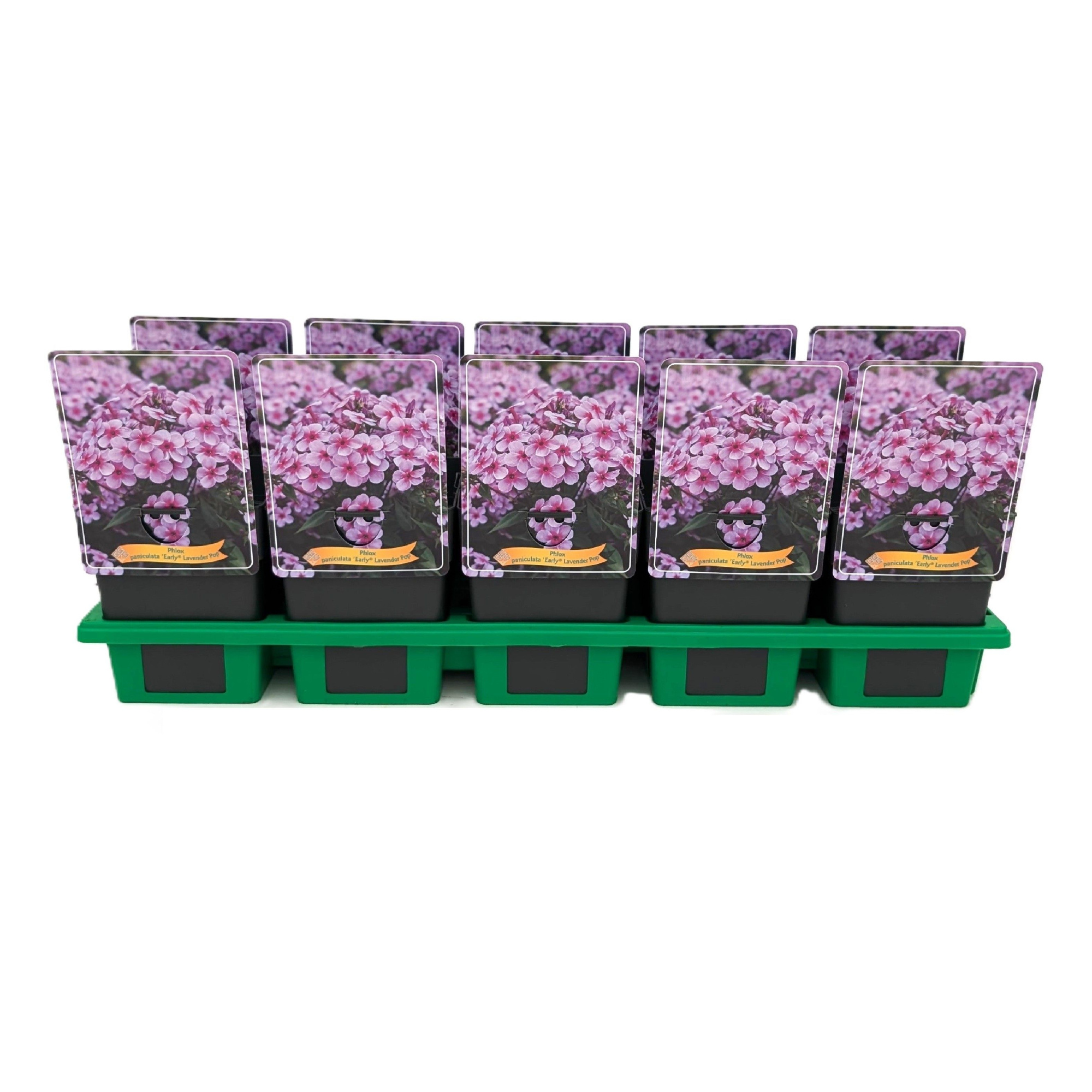 Phlox paniculata Early® 'Lavender Pop' P11, D 11 cm