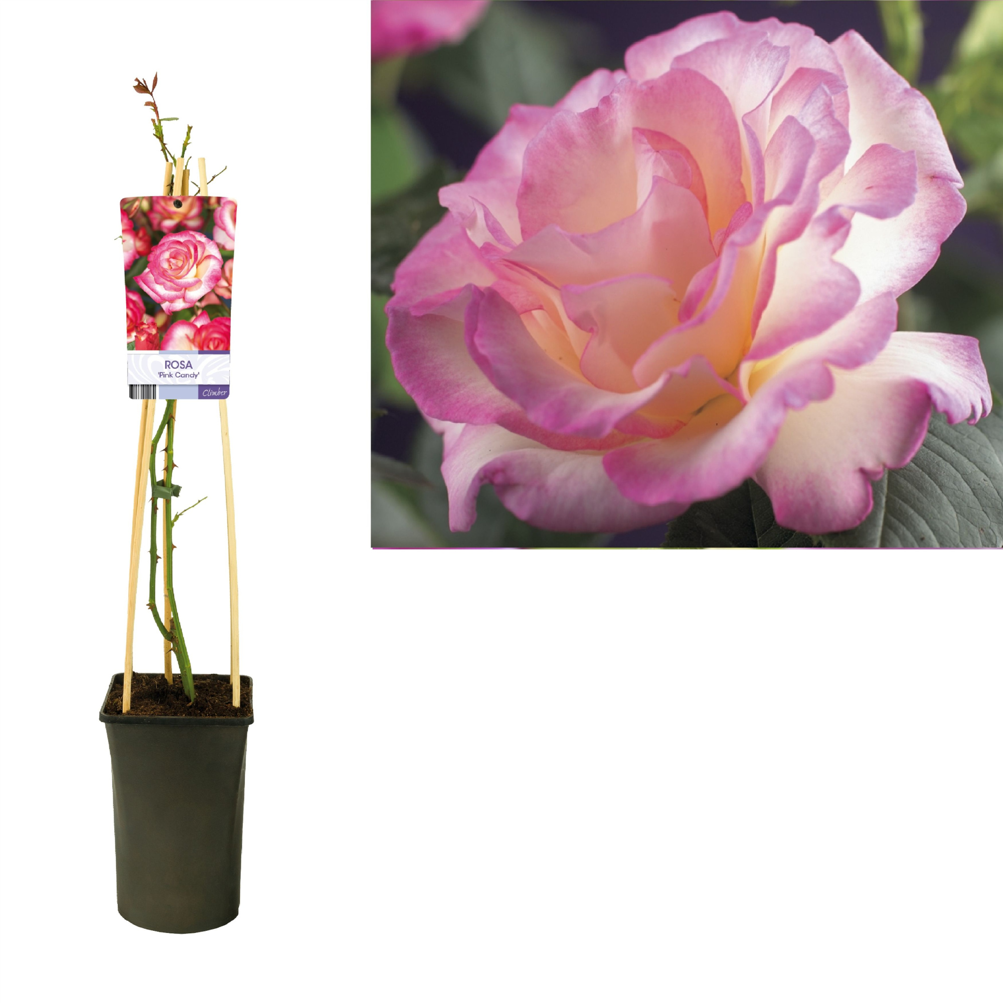 Rosa 'Pink Candy' +light label, D 17