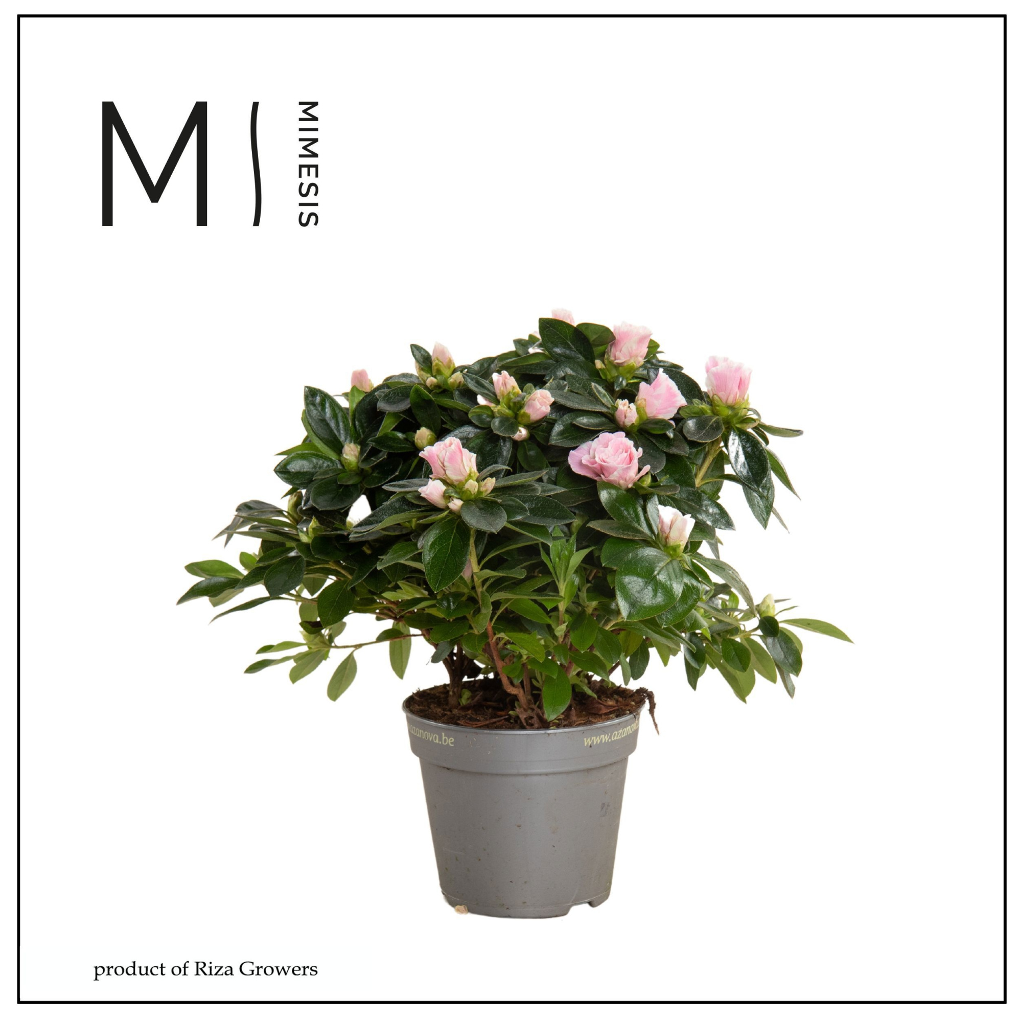 Mimesis Azalea AIKO - 13cm Bicolor, D 13