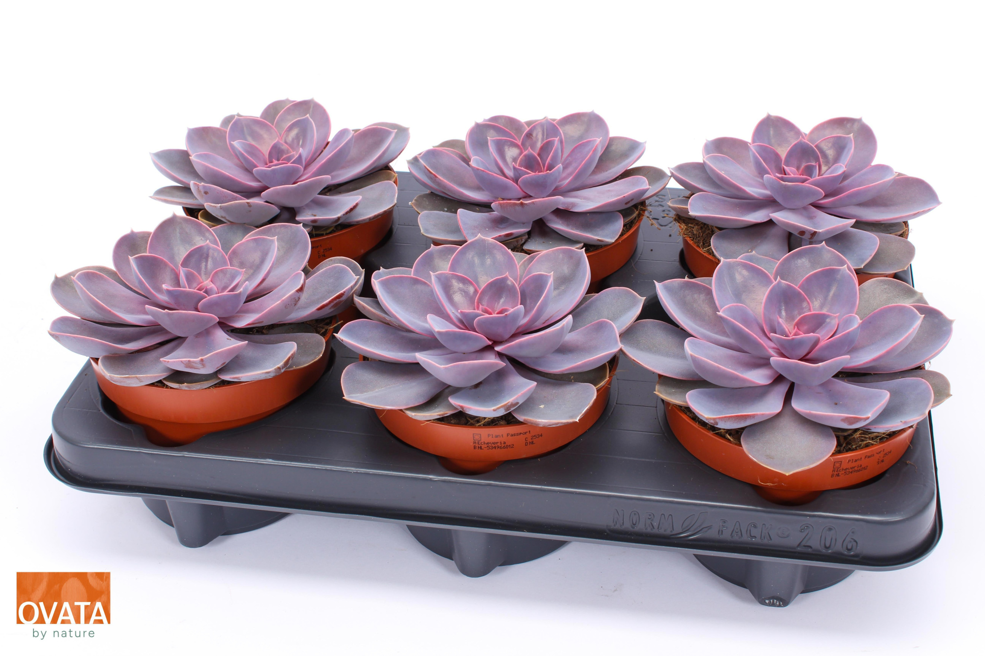 Echeveria purple pearl 12, D 12
