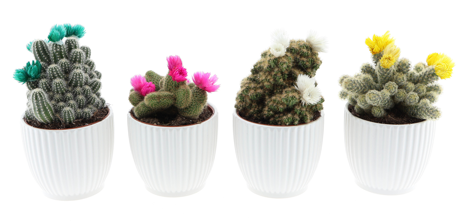 Design pot cactus strobloem, D 12 cm
