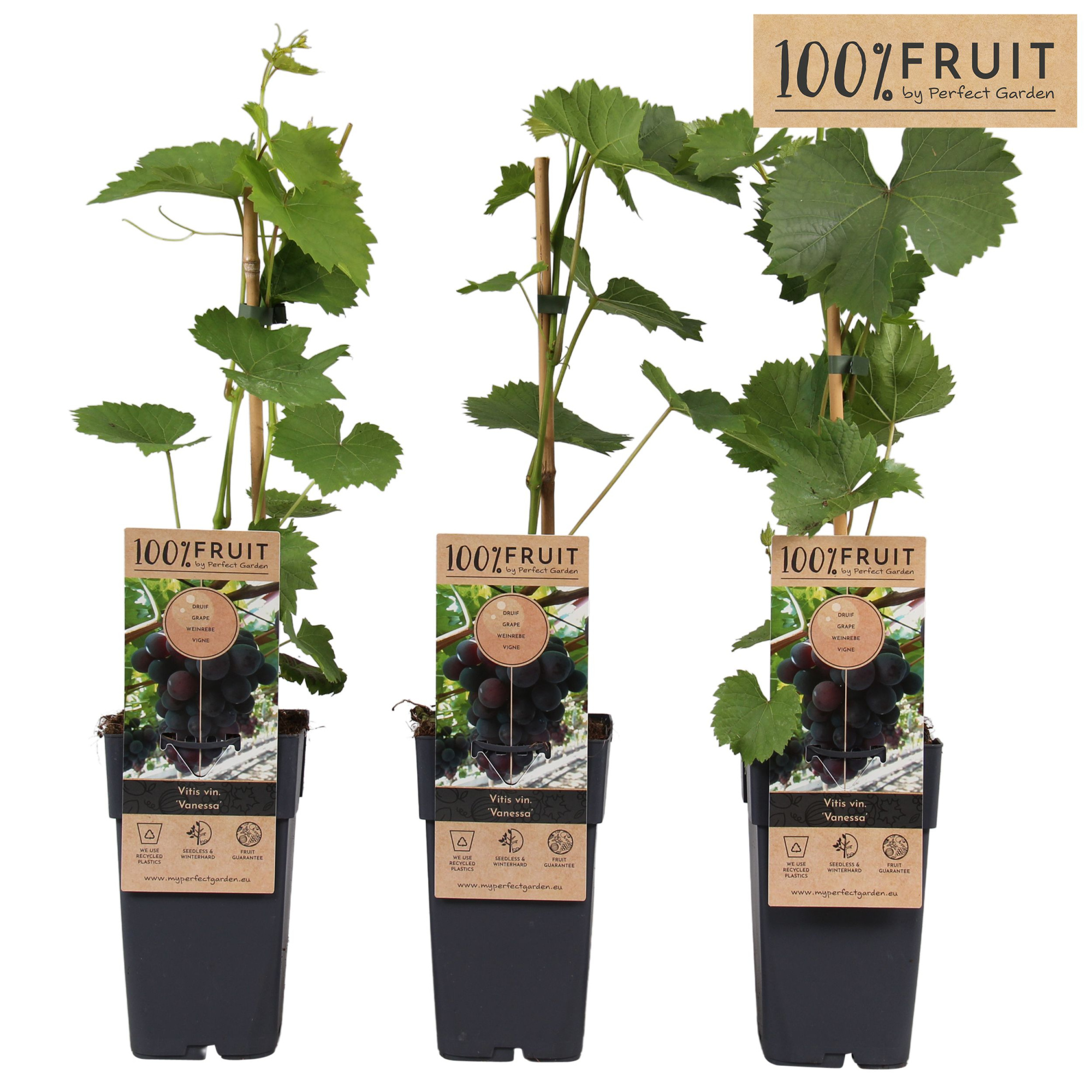 Vitis vin. 'Vanessa' (pitloos) P15, D 15 cm