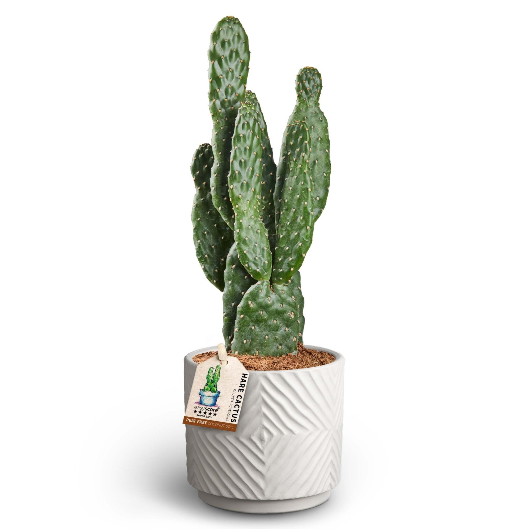 Dune Sand, Opuntia rubescens, D 10 cm